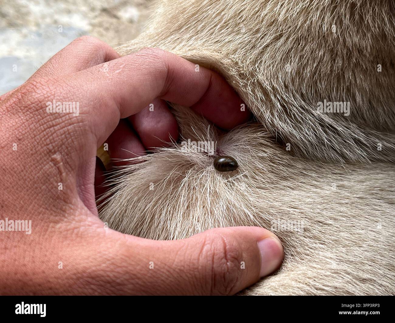 Person, die Hundehaut untersucht, die einen geschwollenen Zeckenparasiten auf dem Hundefell zeigt, als Konzept für die tierärztliche Versorgung - Smartphone-aufgenommenes Stockfoto