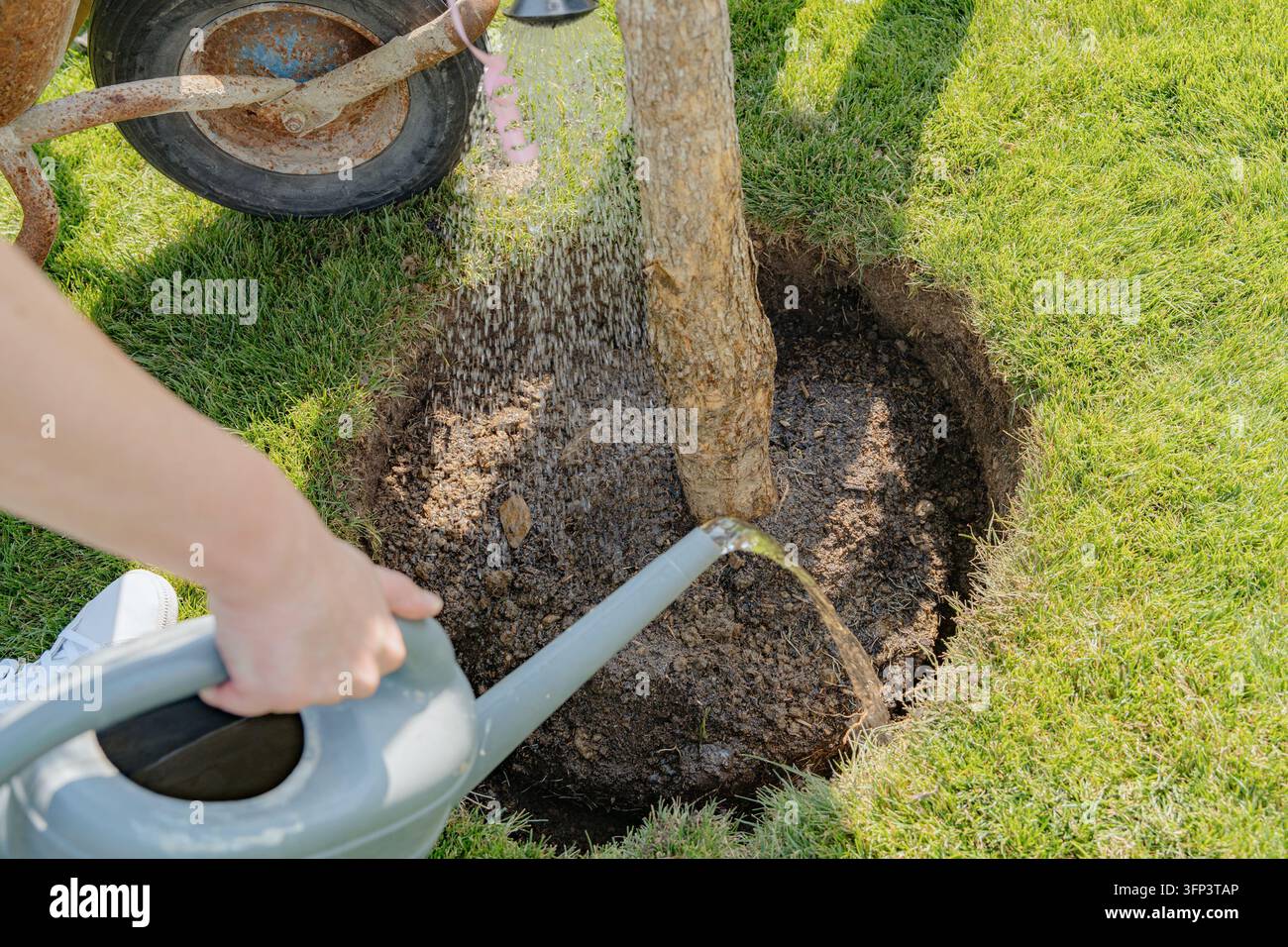 Eine ruhige Gartenszene im Freien mit einem Baum, der mit einer Gießkanne bewässert wird, und einer Schubkarre in der Nähe. Die Nahaufnahme betont die lebendigen Stockfoto