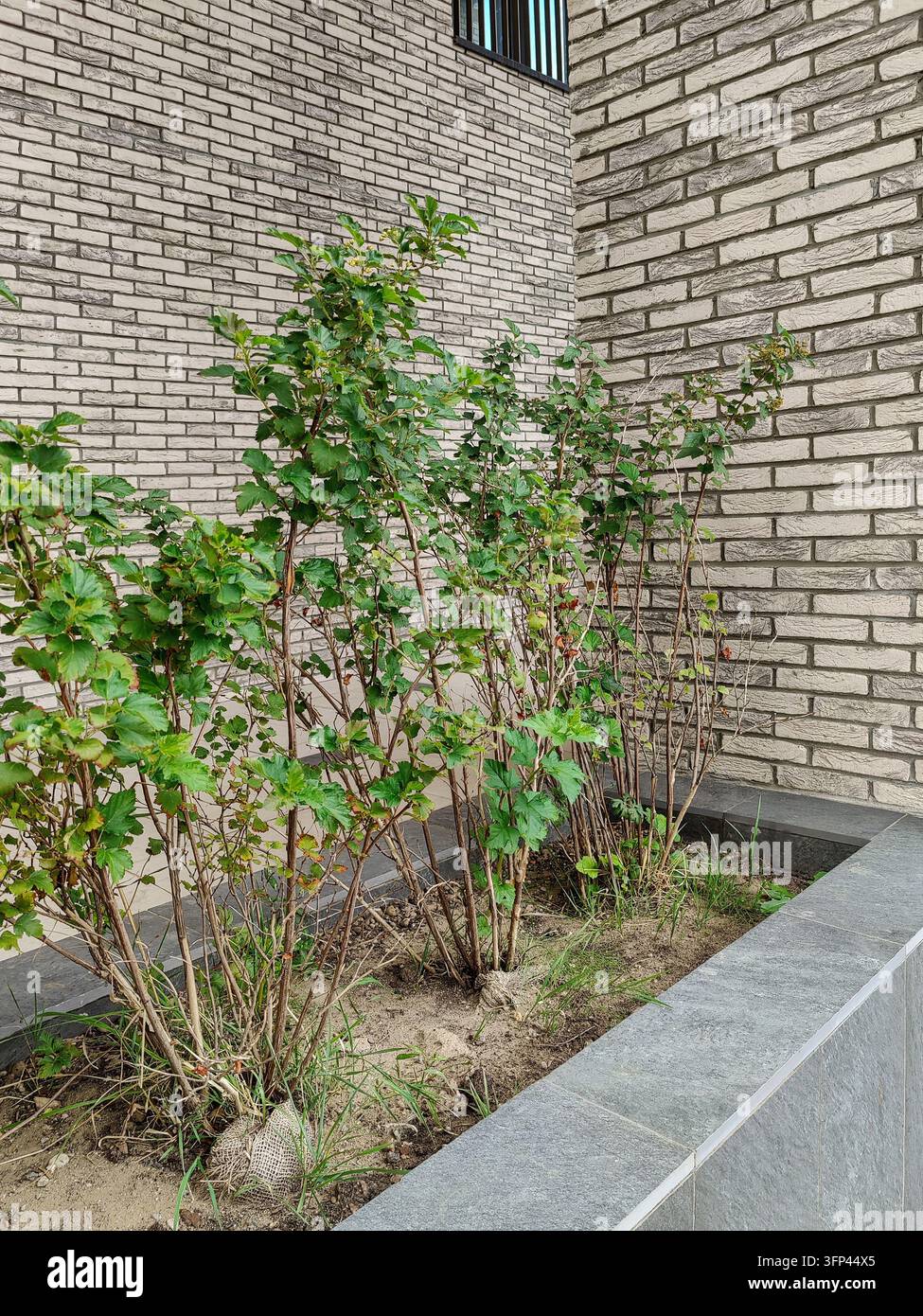 Zierstrauch, der in einem Hochbeet vor der Ziegelmauer eines mehrstöckigen Wohnhauses wächst. Stadtstraßenbegrünung. Nahaufnahme Stockfoto