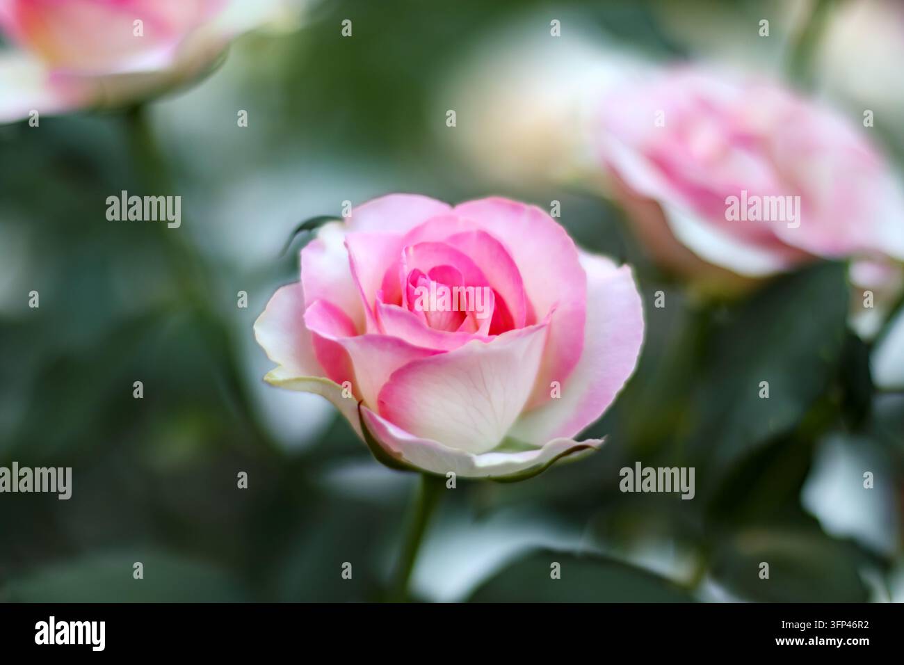 Frische zweifarbige Rose mit weißen äußeren Blütenblättern, hellrosa Zentrum, halbgeöffnete Blüte, weicher grüner Bokeh-Hintergrund, sauberes natürliches Licht, perfekt für die Hochzeit Stockfoto