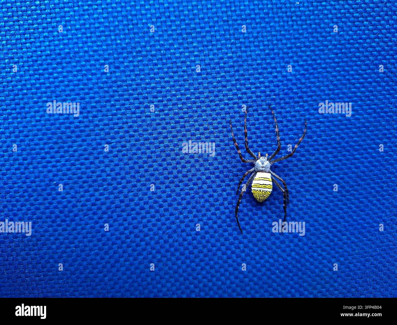 Gelb und schwarz gestreifte Argiope-Rundnetzspinne, die auf einem lebendigen blauen texturierten Stoffhintergrund in einer Nahaufnahme mit hohem Kontrast sitzt Stockfoto