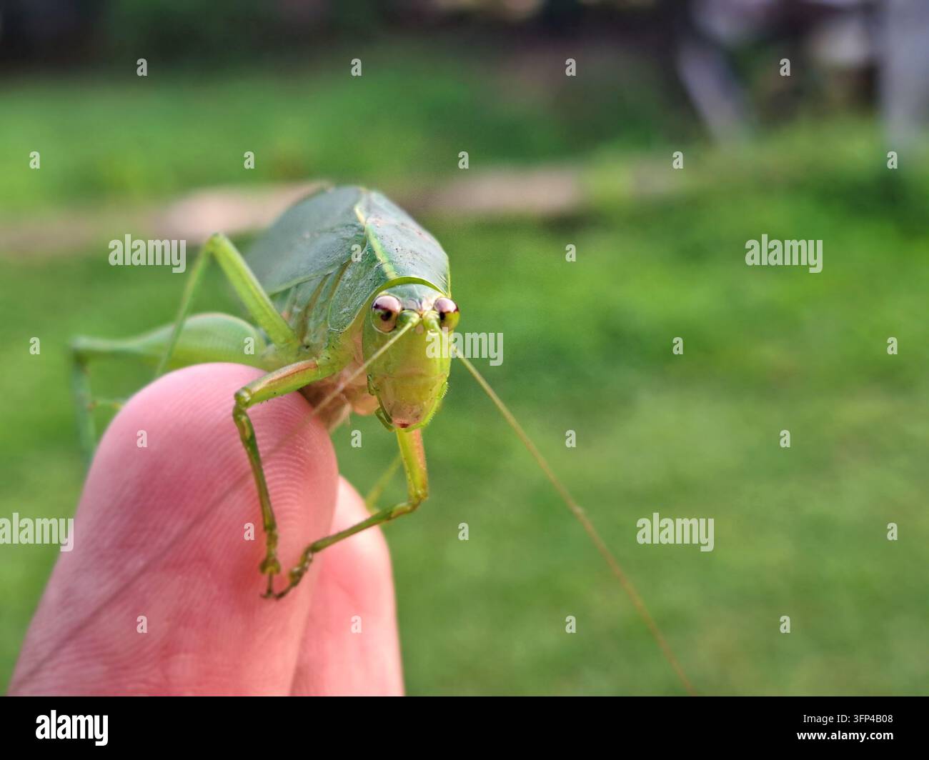 Grüne Heuschrecke, die auf einem menschlichen Finger sitzt, Nahaufnahme-Makroaufnahme mit weichem grünen Gras im Hintergrund bei natürlichem Tageslicht im Freien Stockfoto