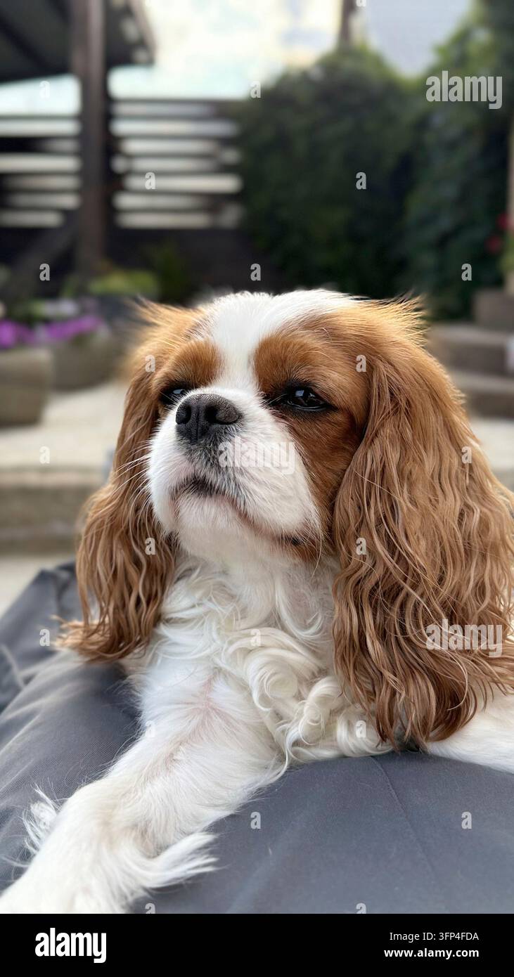 Süßer Welpe im Garten. Cavalier King Charles Spaniel Blenheim. Hund schaut weg Sommerwind Stockfoto