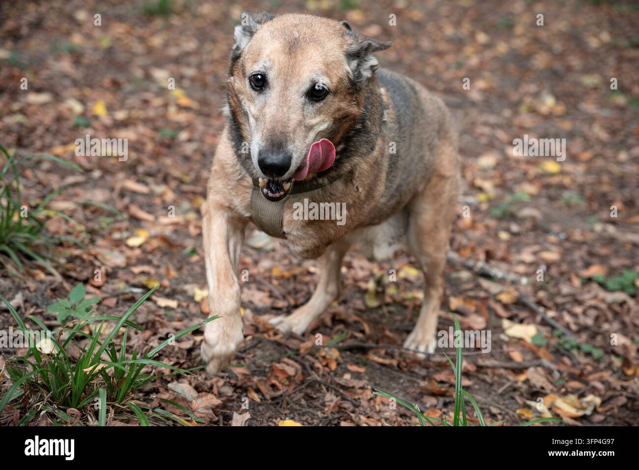 Froher dreibeiniger Hund im Herbstwald Stockfoto