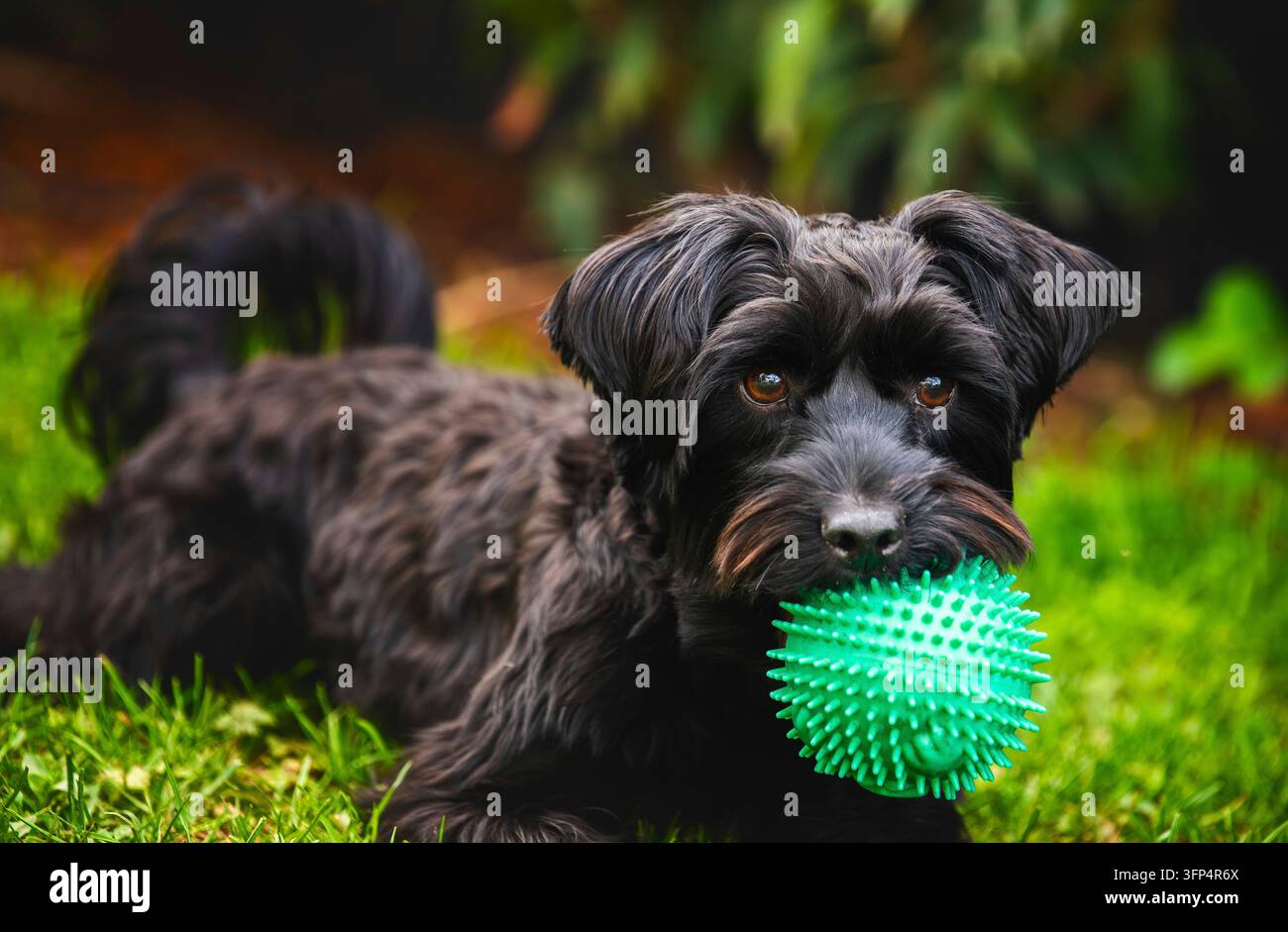 Ein fröhlicher schwarzer Hund zeigt fröhlich einen leuchtend grünen stacheligen Ball inmitten einer atemberaubenden, lebendigen Gartenkulisse Stockfoto
