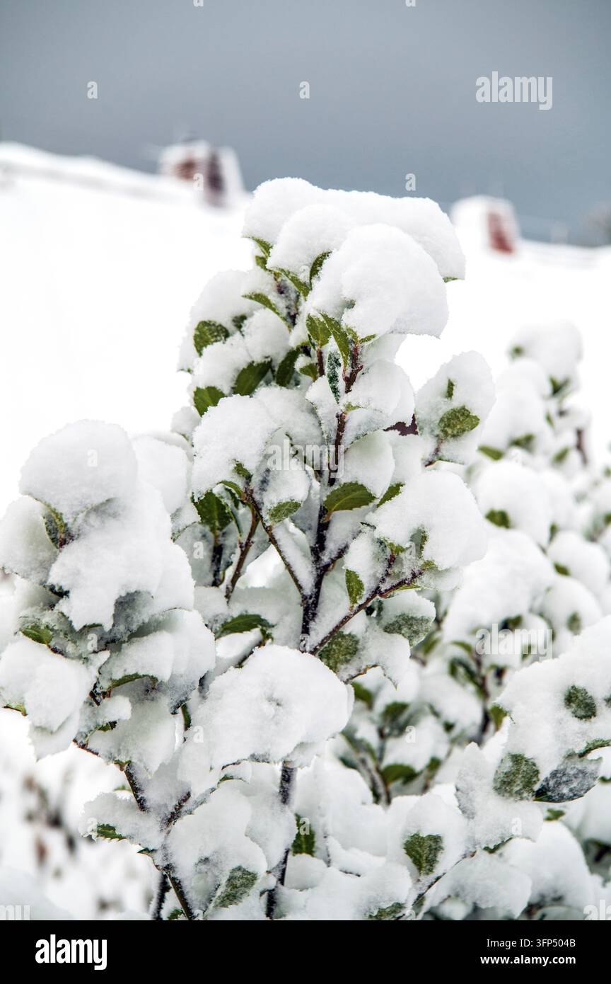 Gängiger Stechpalmenbaum mit Schneedecke Stockfoto
