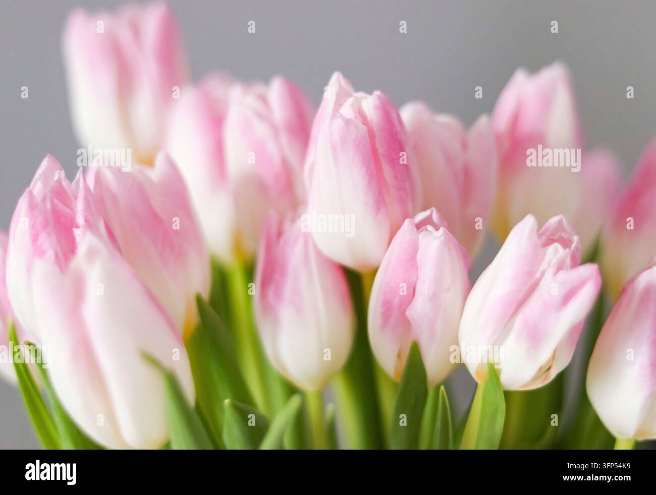 Gruppe schöner hellrosa und weißer Tulpen in einem Frühlingsstrauß, die zarte Blütenblätter und grüne Stiele zeigen Stockfoto