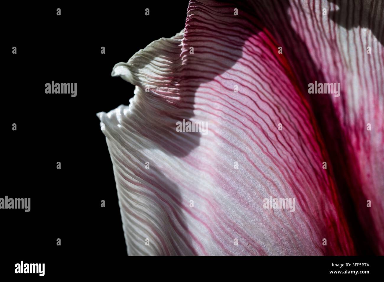Nahaufnahme eines weißen, rosa und roten Tulpenblatts (Tulipa) vor dunklem Hintergrund, Baden-Württemberg, Deutschland Stockfoto