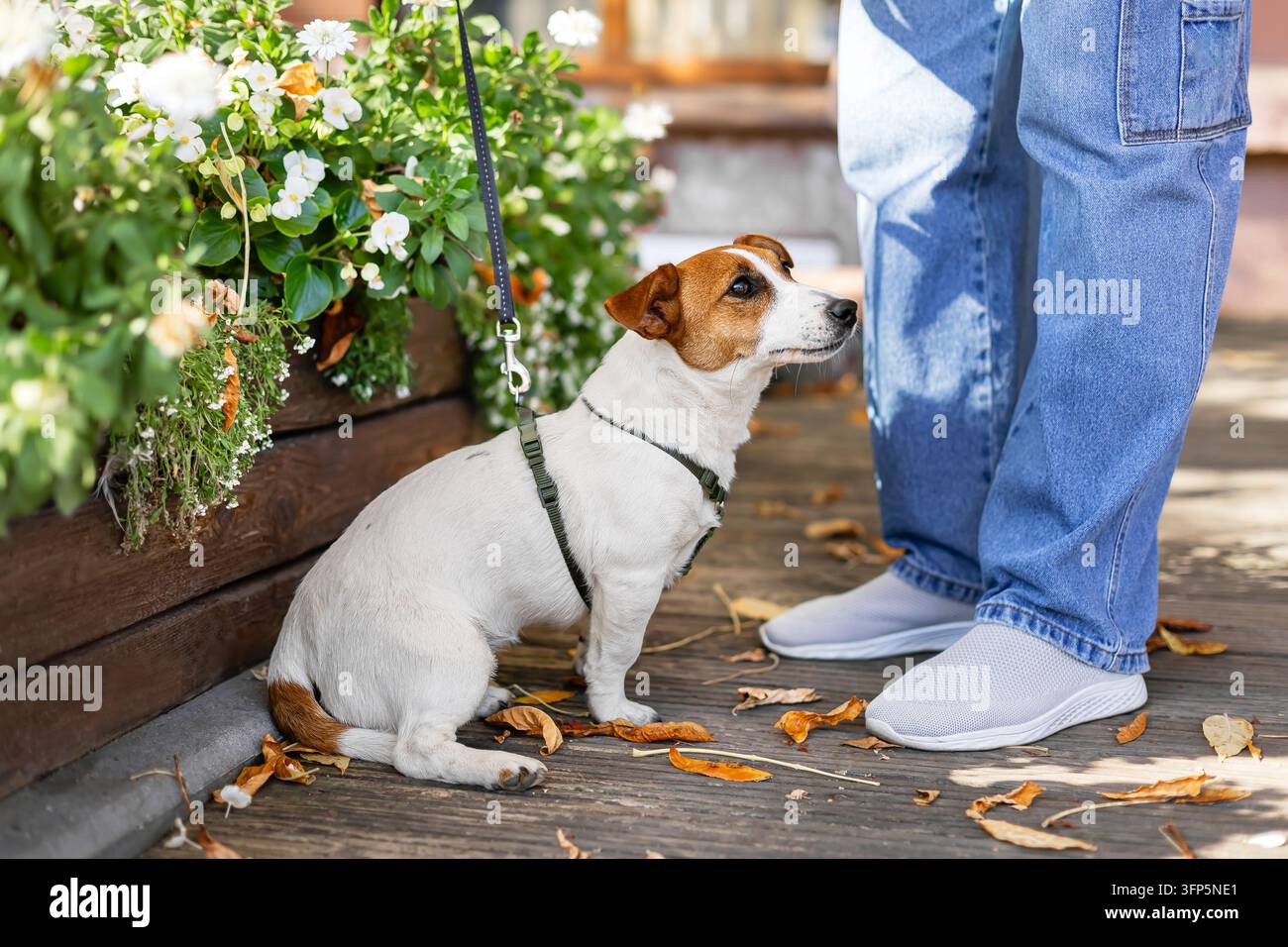 •  Ein kleiner Jack-Russell-Terrier-Hund in einem Geschirr, der auf einem Holzsidewalk neben seinem Besitzer sitzt. Haustierfreundlicher Stadtlebensstil, Haustierbegleiter Stockfoto