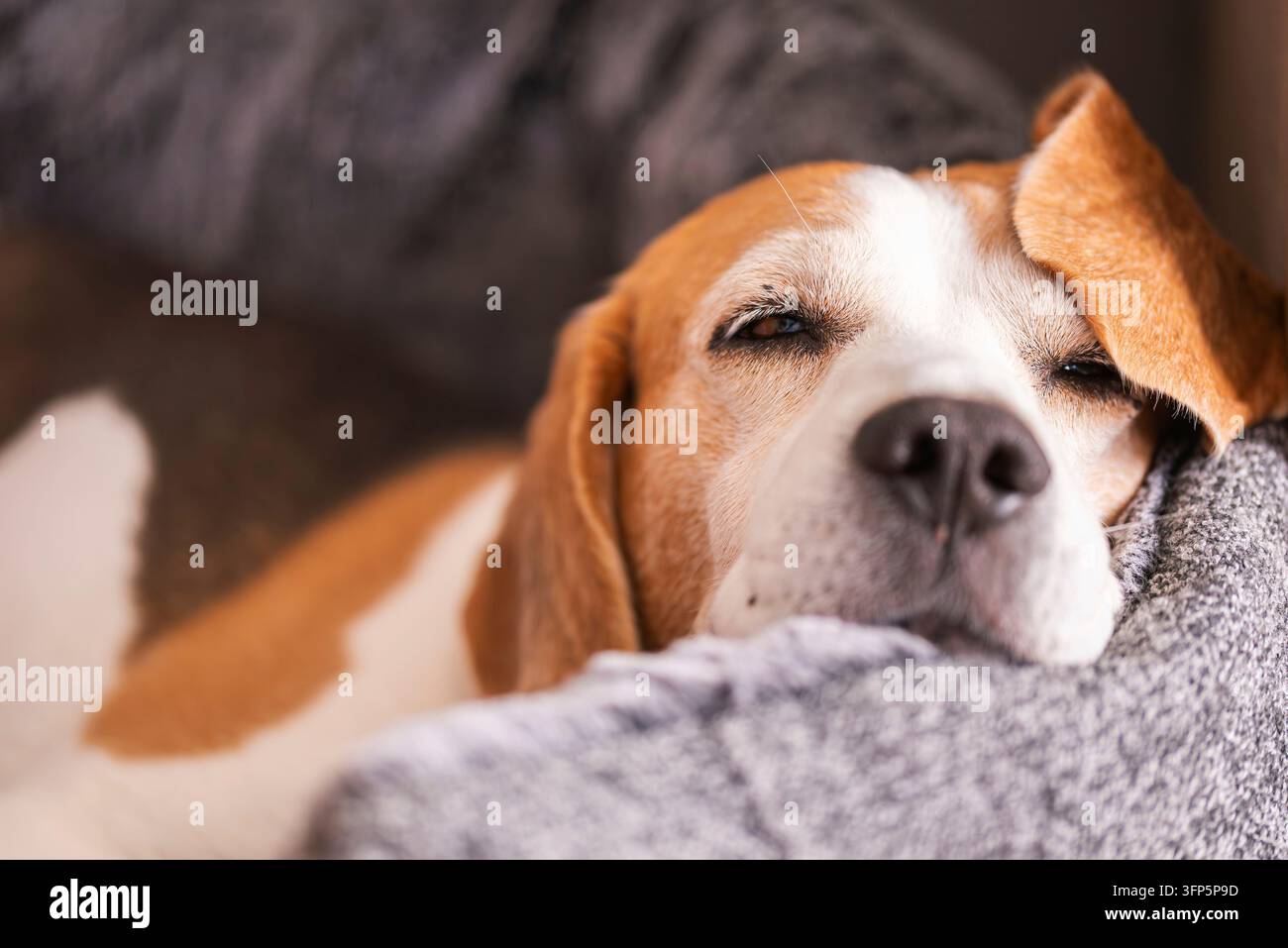 Beagle-Hund schläft friedlich drinnen und ruht auf dem Schoß einer Person, gemütliche und ruhige Stimmung Stockfoto