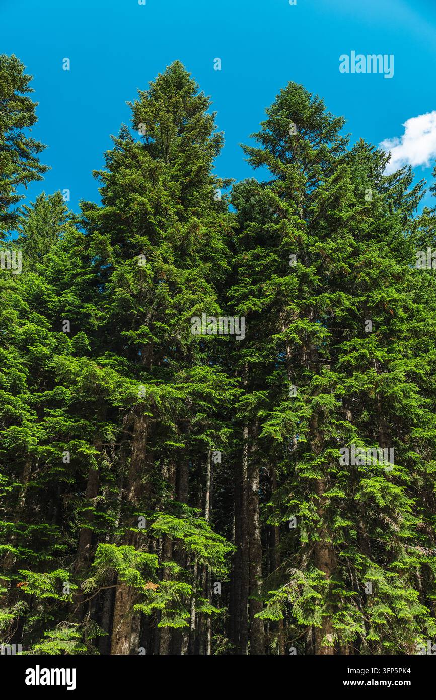Hoch aufragende immergrüne Bäume füllen das Bild unter einem lebhaften blauen Sommerhimmel. Stockfoto