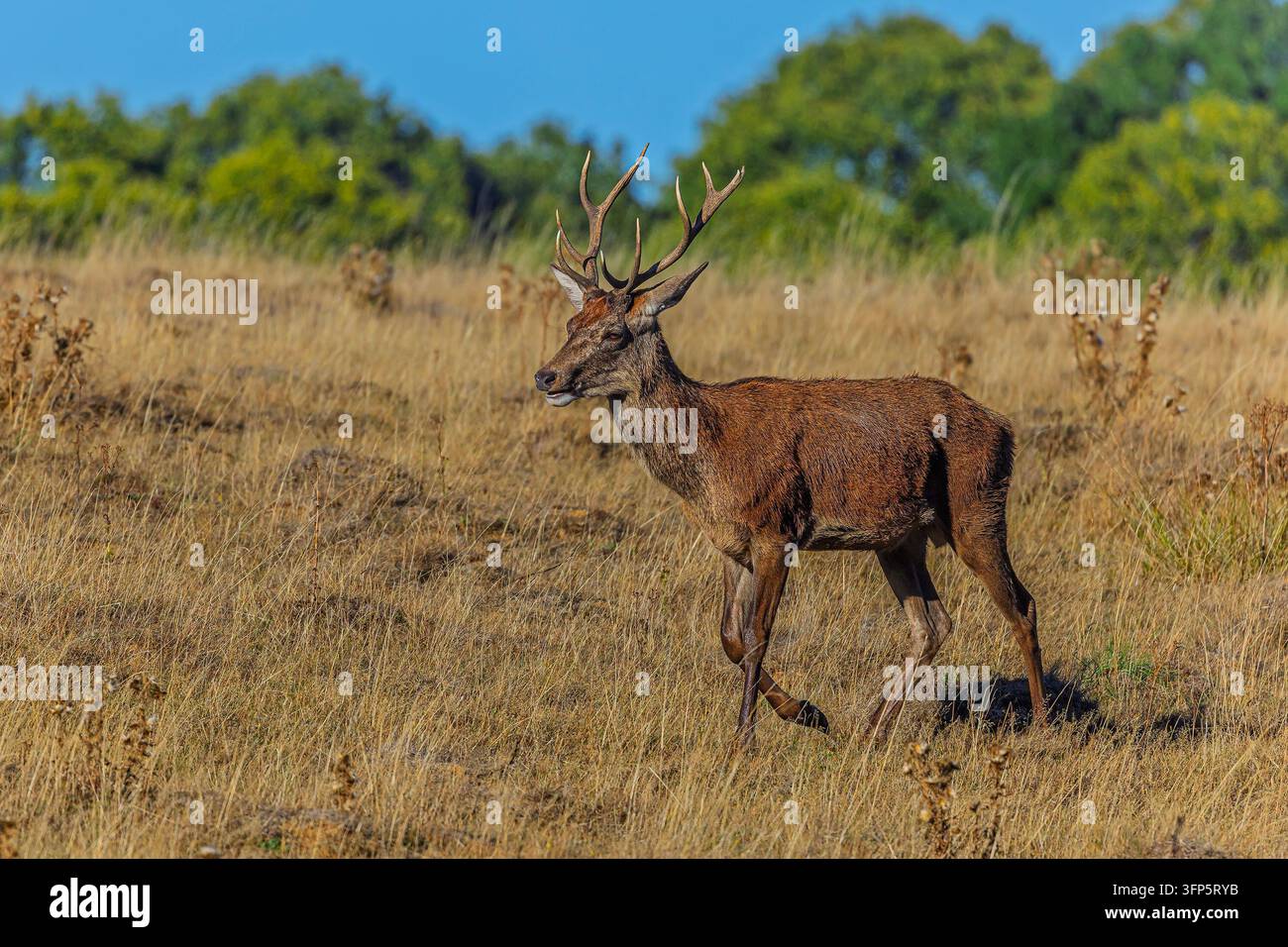 Erwachener Rotwild-Hirsch bewegt sich durch sonnenbeschienenes trockenes Grasland, im Profil fotografiert mit großen Geweihen vor einem sanft verschwommenen natürlichen Hintergrund. Stockfoto