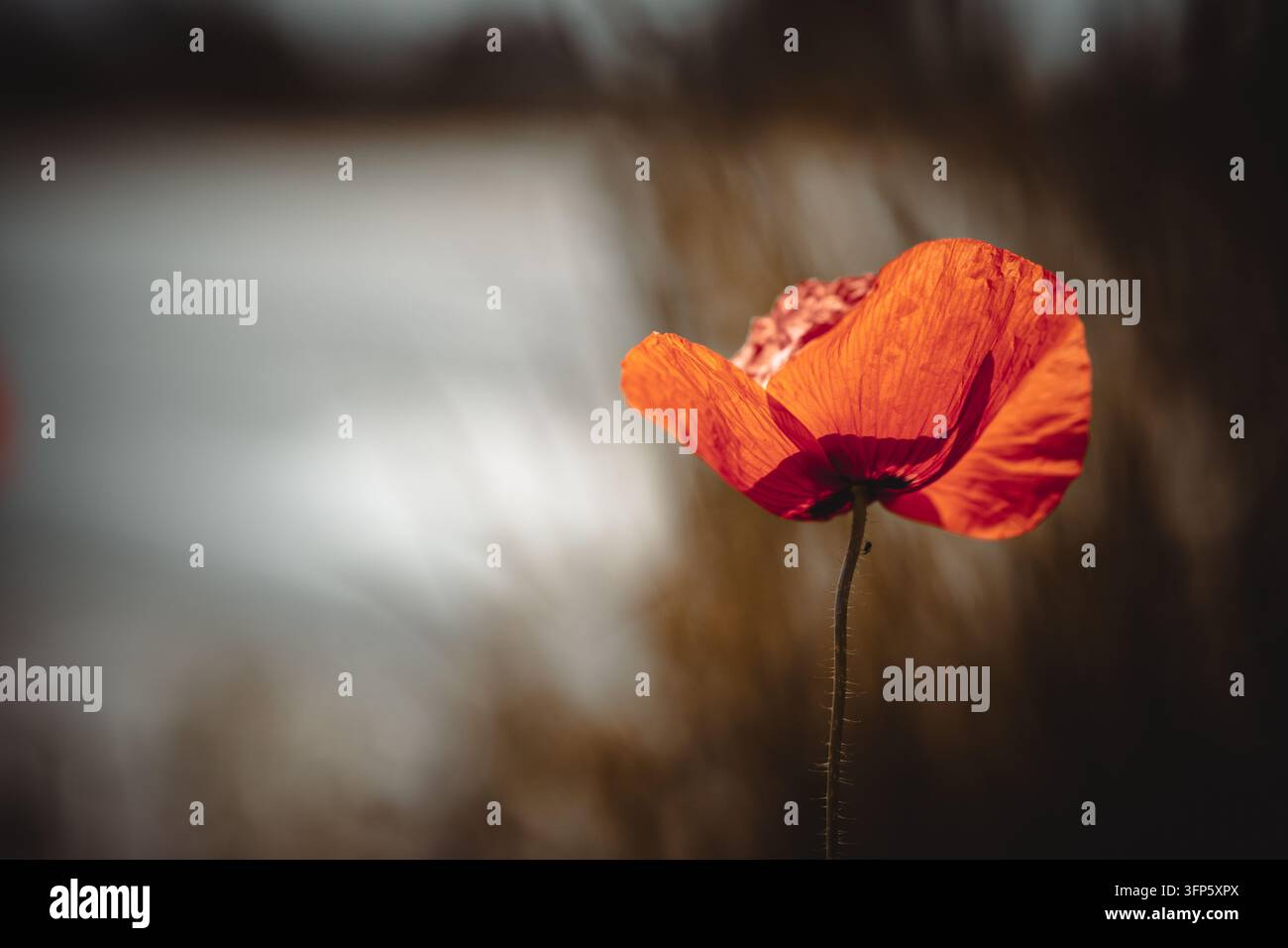 Rote Mohnblume blüht vor einem weichen dunklen Hintergrund mit Kopierraum – ideal für Gedenktag, Einsamkeit, zarten Naturhintergrund Stockfoto