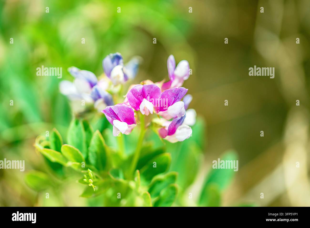Strandbohne in voller Blüte Stockfoto