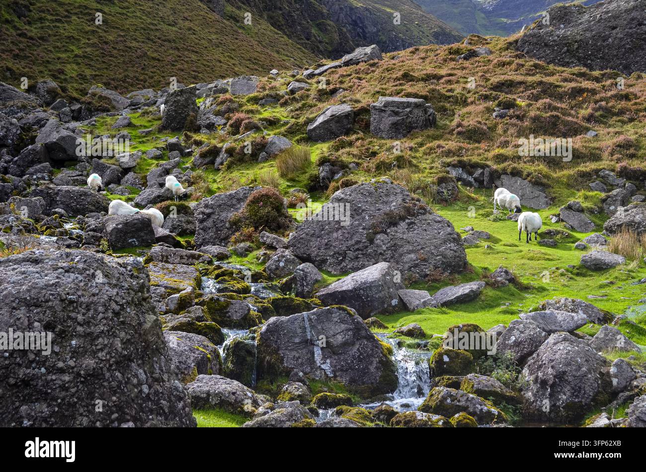 Schafe grasen zwischen Felsen neben einem Bergbach in Irland Stockfoto