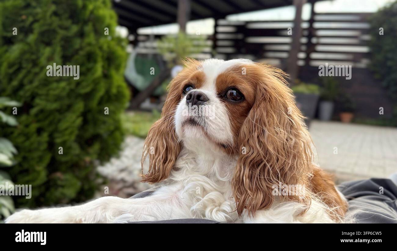 Süßer Welpe im Garten. Cavalier King Charles Spaniel Blenheim. Hund schaut weg Sommerwind Stockfoto