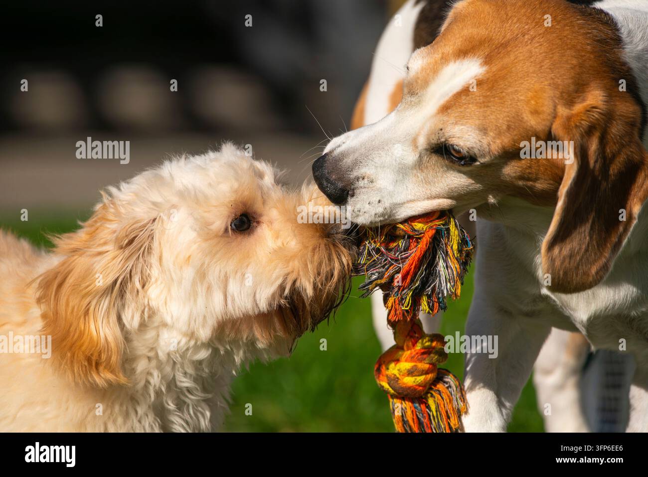 Zwei Hunde unterschiedlicher Größe und Rasse teilen einen Moment des lustigen Wettkampfs in einem sonnendurchfluteten Hinterhof. Aufnahme der sozialen Interaktion und Spiele von Hunden Stockfoto