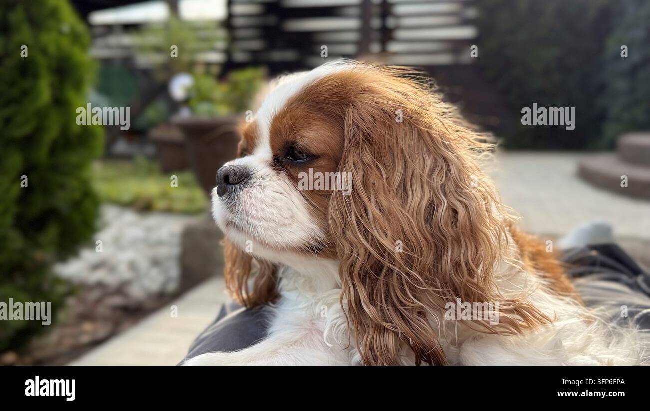 Süßer Welpe im Garten. Cavalier King Charles Spaniel Blenheim. Hund schaut weg Sommerwind Stockfoto