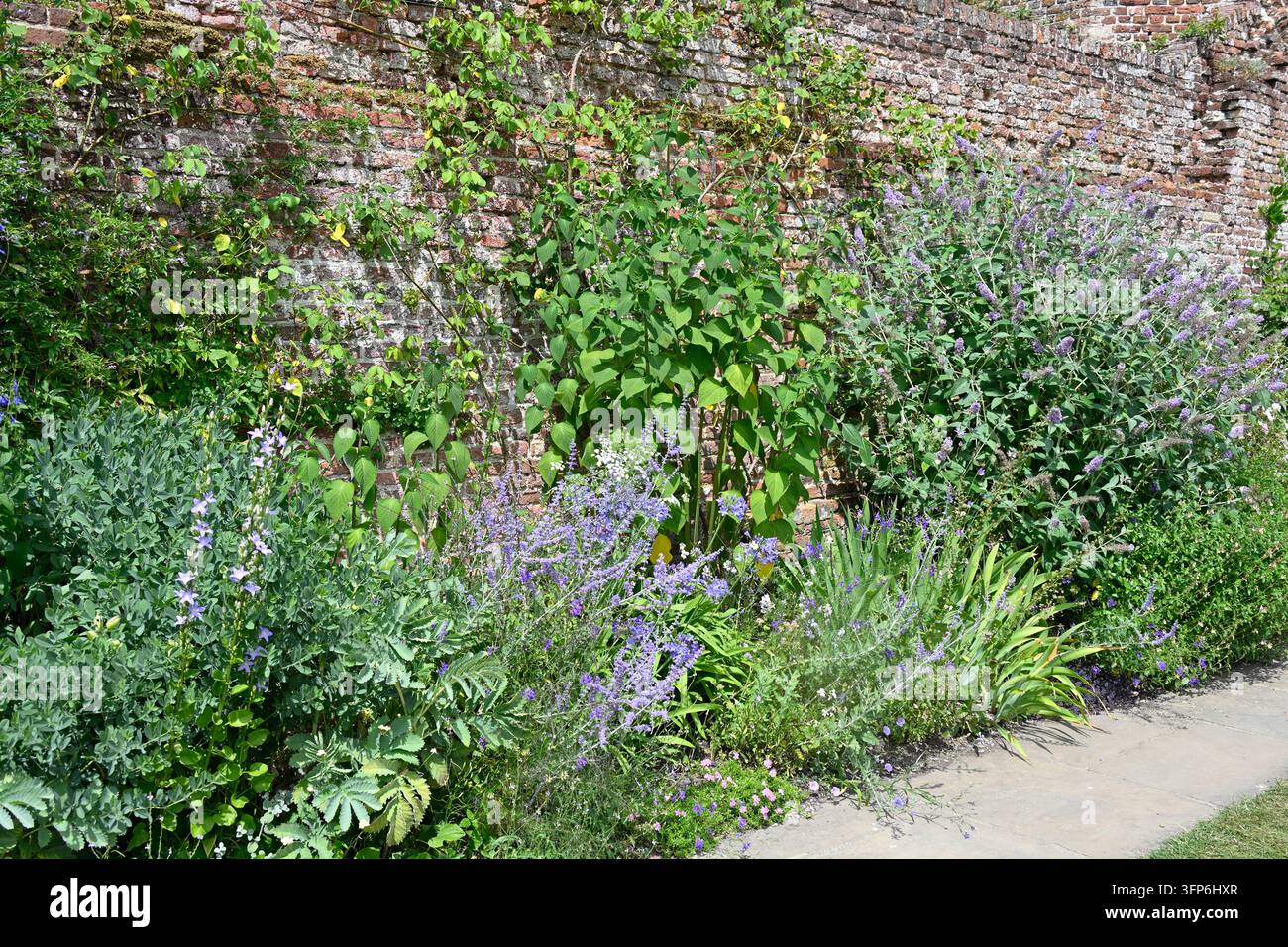 Buddleia, Perowskia, Campanula, Melianthus major, Baptisia-Laub, Geranie Sissinghurst Castle Garden, UK Juli Stockfoto