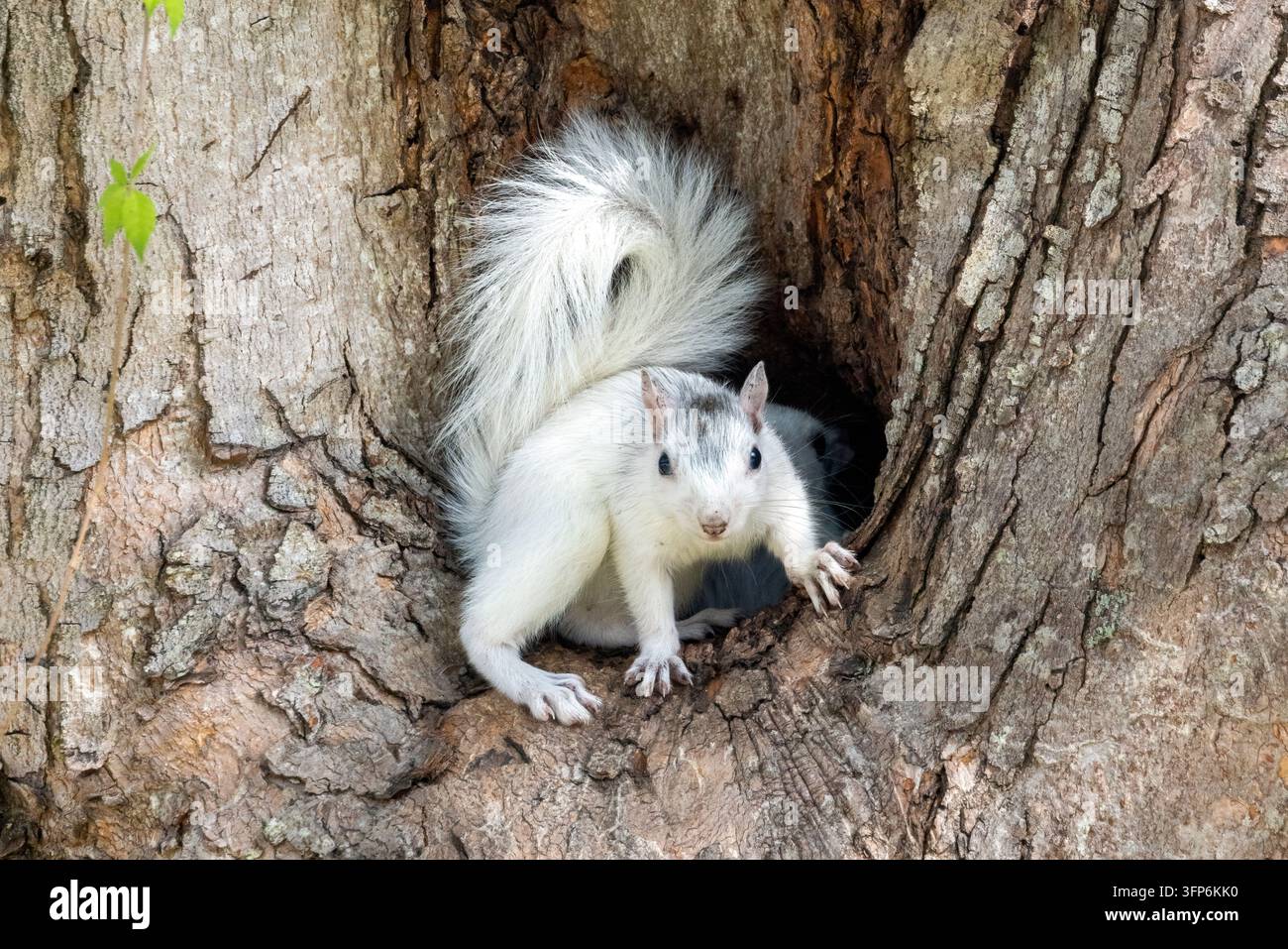 Junger Weißer Eichhörnchen, Farbvariante des Östlichen Graueichhörnchens (Sciurus carolinensis) schaut aus der Nistkammer - Brevard, North Carolina, USA Stockfoto