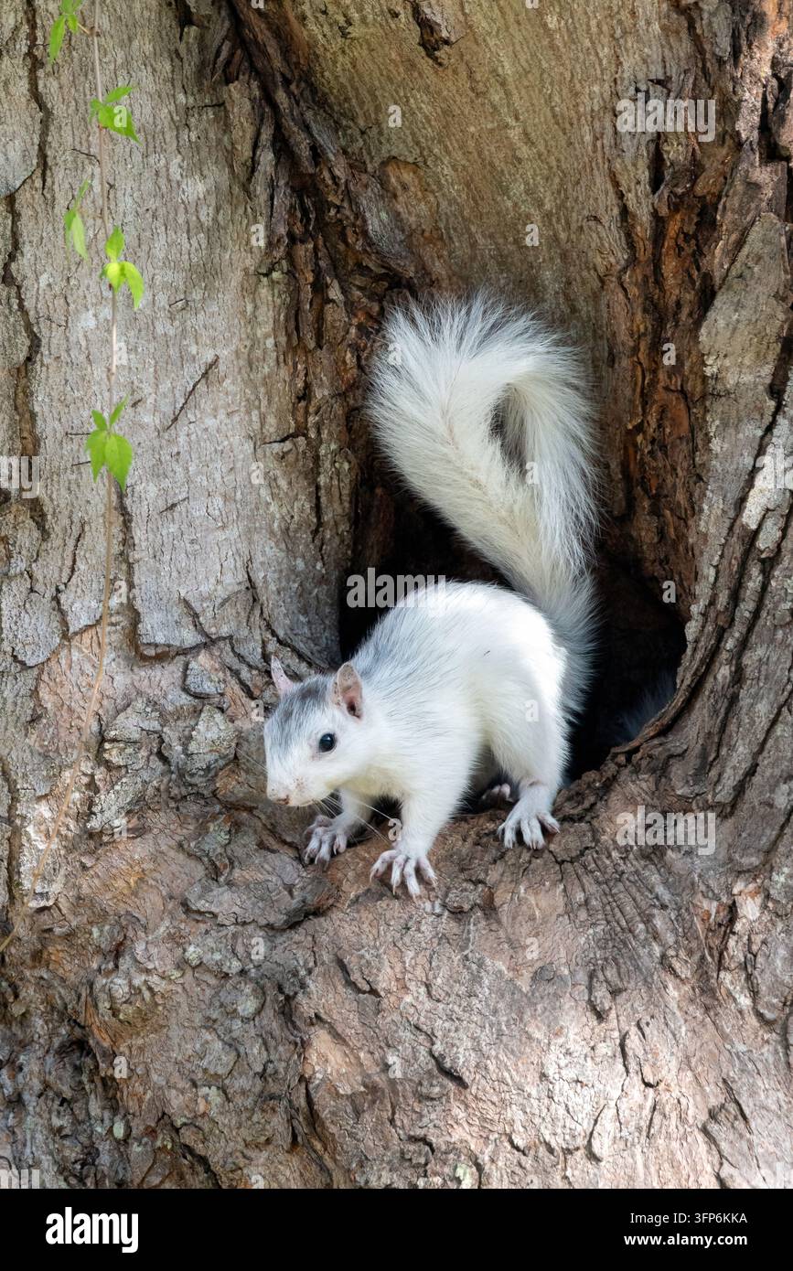 Junger Weißer Eichhörnchen, Farbvariante des Östlichen Graueichhörnchens (Sciurus carolinensis) schaut aus der Nistkammer - Brevard, North Carolina, USA Stockfoto