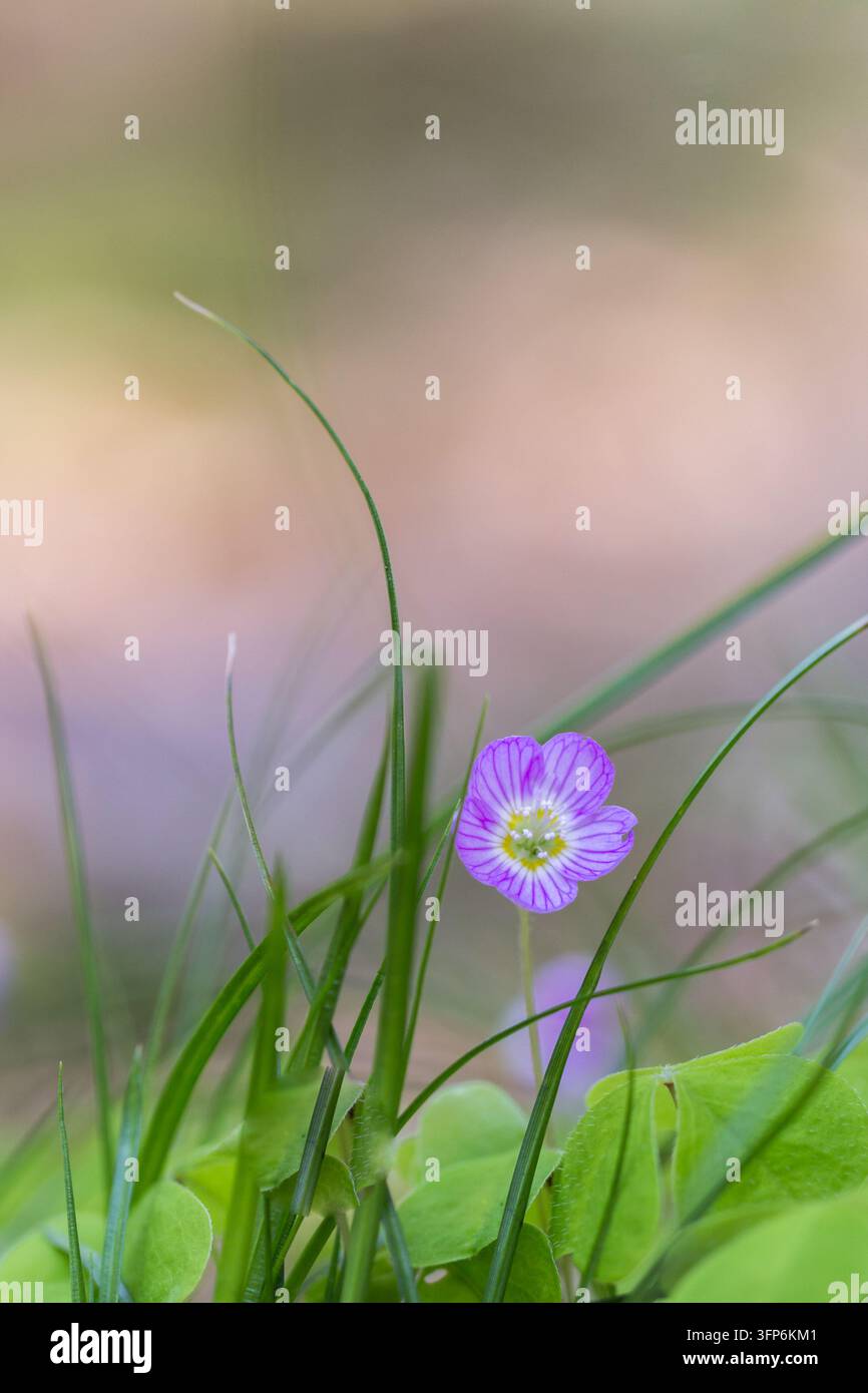 Violetter Sauerklee-Blüte (Oxalis acetosella) zwischen schlanken grünen Grashalmen, mit zarten violetten Adern und einem sanft verschwommenen Pastellhintergrund Stockfoto