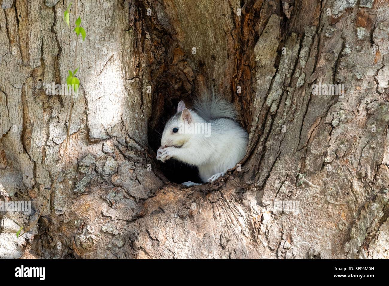 Junger Weißer Eichhörnchen, Farbvariante des Östlichen Graueichhörnchens (Sciurus carolinensis) schaut aus der Nistkammer - Brevard, North Carolina, USA Stockfoto