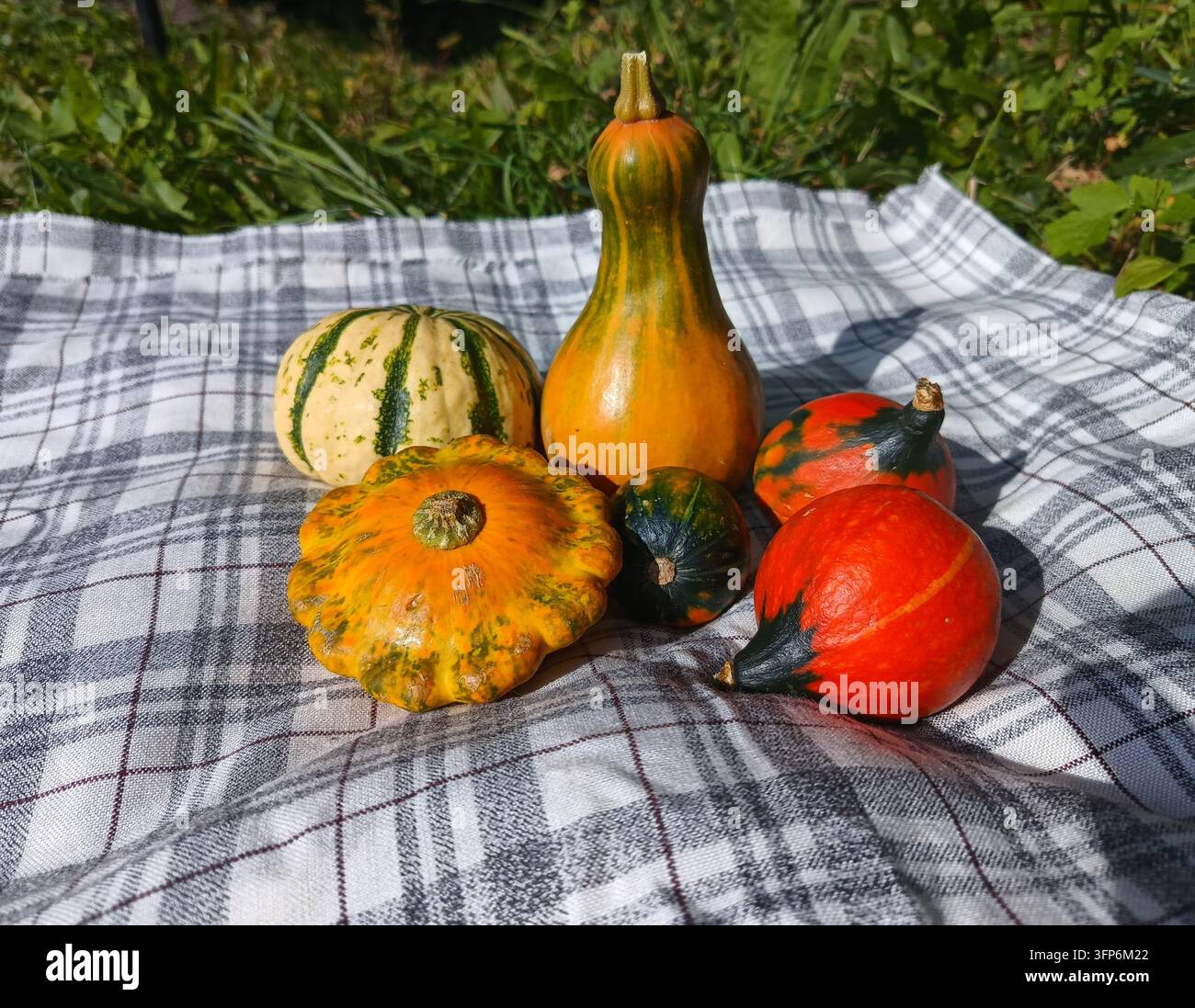 Bunte dekorative Kürbisse, die auf einem karierten Tuch in einem sonnigen Herbstgarten arrangiert sind Stockfoto