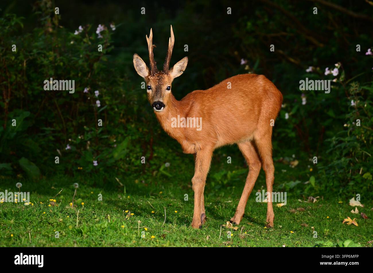 Reh-Bock Stockfoto