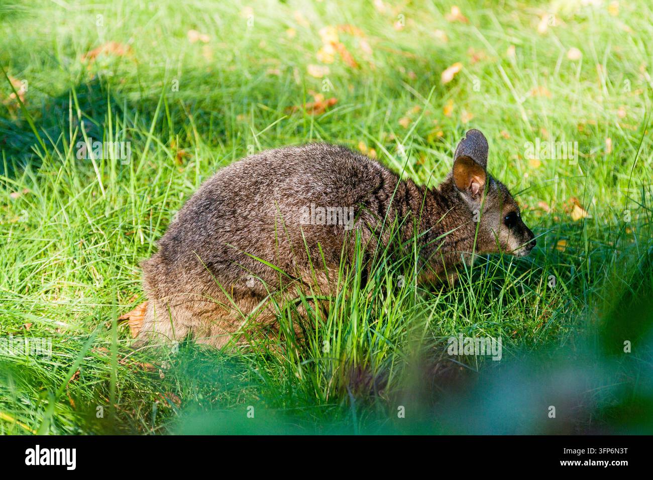 Kleines Känguru im Gras, Nahaufnahme Stockfoto