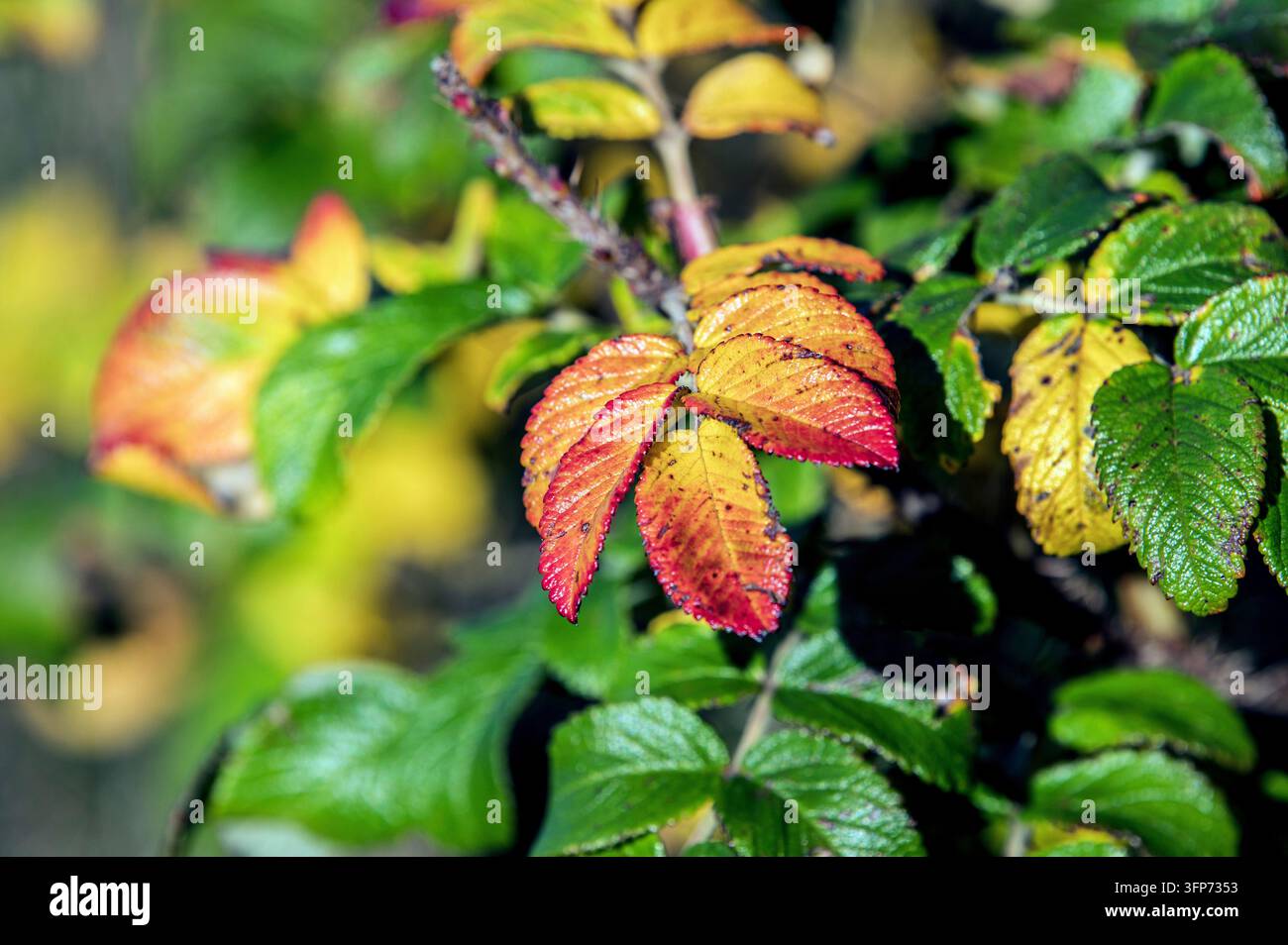 Herbstfarben der Kartoffelrose Stockfoto