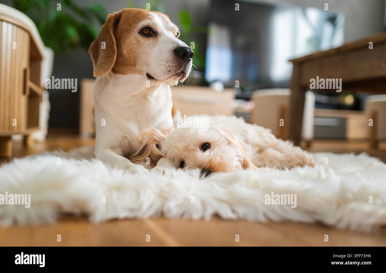 Ein dreifarbiger Beagle sitzt aufmerksam, während ein kleiner Maltipoo-Welpe neben ihm auf einem weichen, zotteligen Teppich in einem hellen Raum liegt Stockfoto