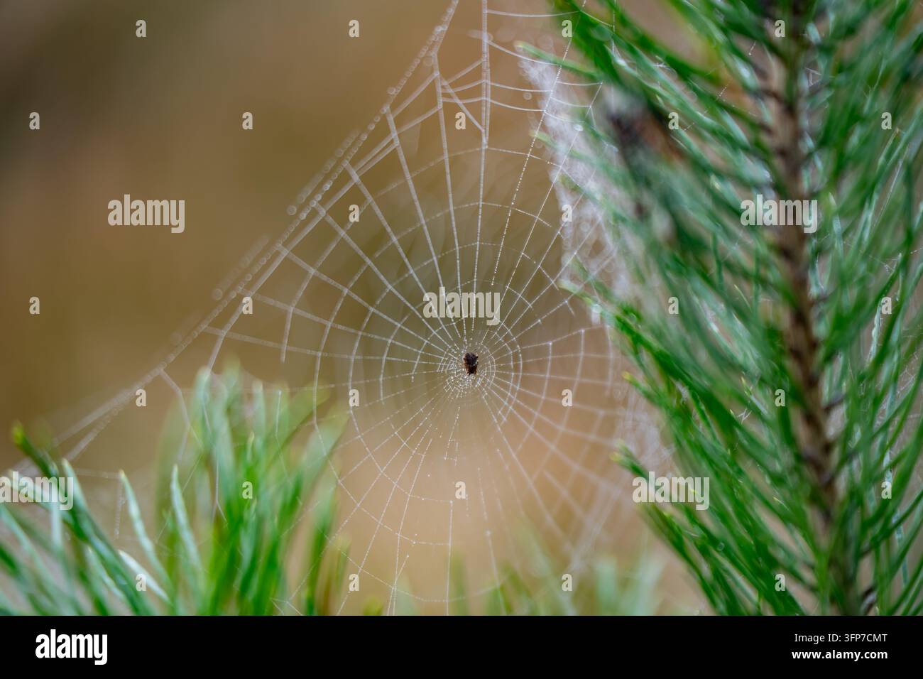 Eine kleine Spinne sitzt in der Mitte eines tauüberzogenen Rundnetzes, das zwischen Kiefernnadeln aufgehängt ist, und veranschaulicht den Bau der Spinnenseide und die Feuchtigkeitsablagerung Stockfoto