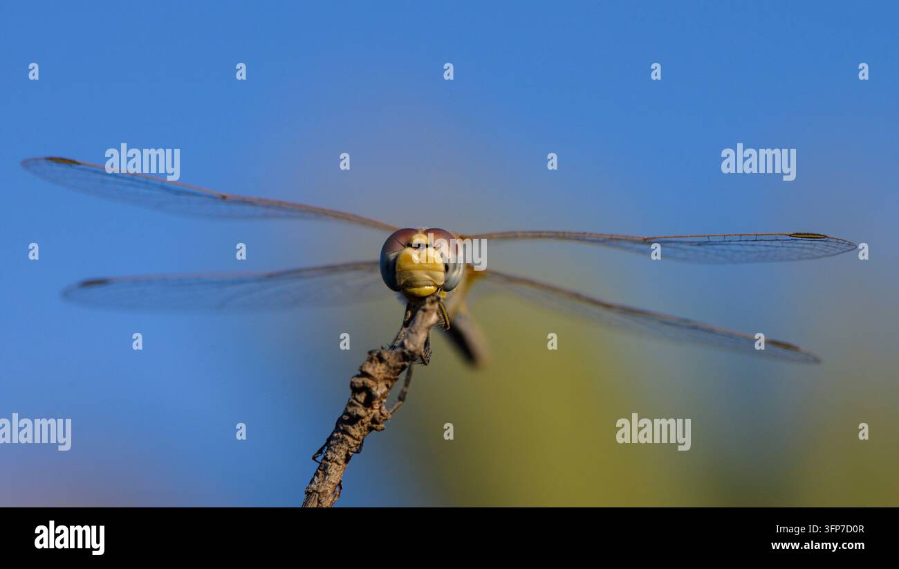 Eine Libelle ruht auf einem Ast, der vom offenen Himmel eingerahmt wird, und unterstreicht das Gleichgewicht zwischen Zerbrechlichkeit und Stärke in der kleinsten Kreatur der Natur Stockfoto