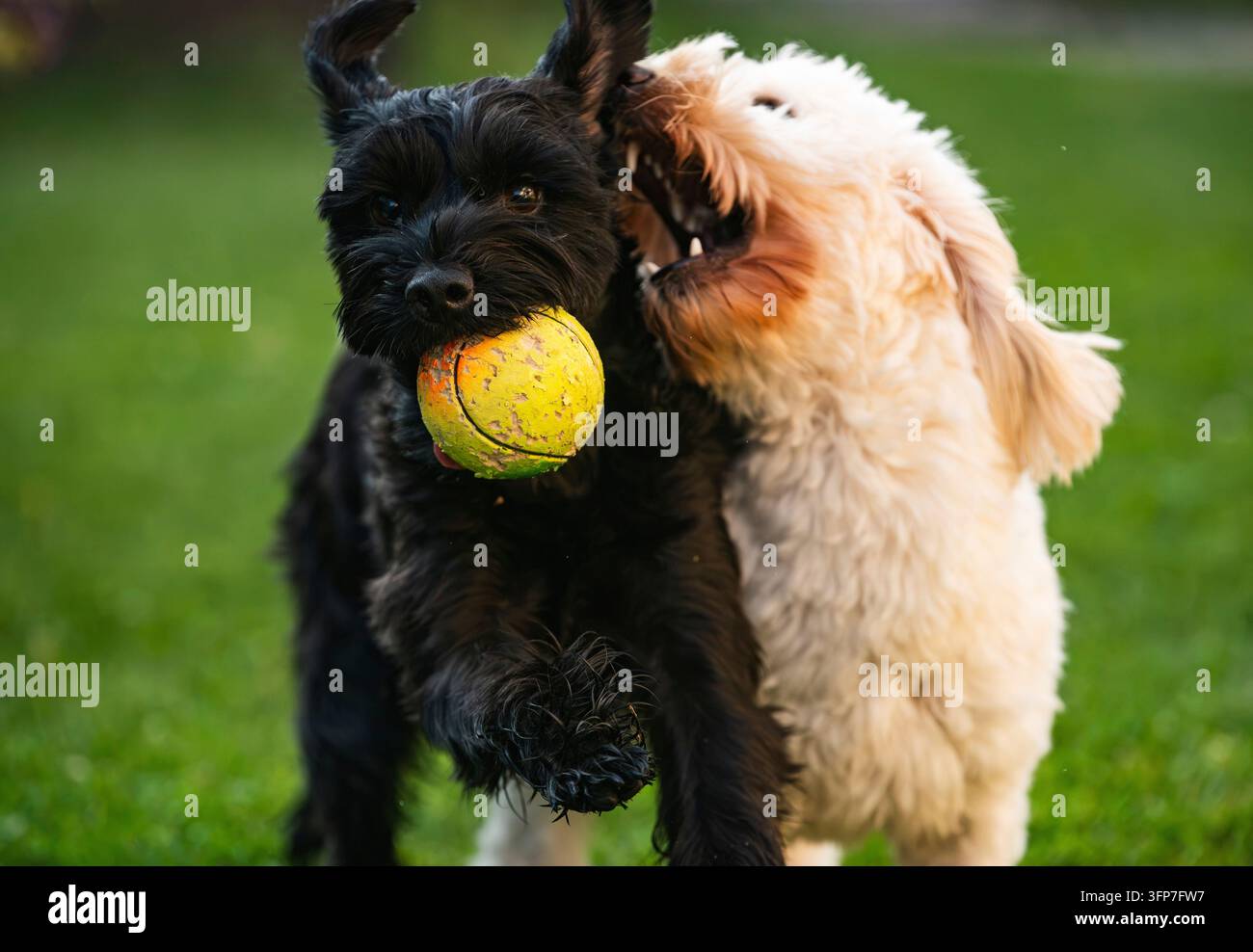 Ein verspielter schwarzer Schottischer Terrier und ein flauschiger cremefarbener Maltipoo teilen einen gelben Tennisball, während sie durch ein lebendiges grünes Grasfeld laufen Stockfoto