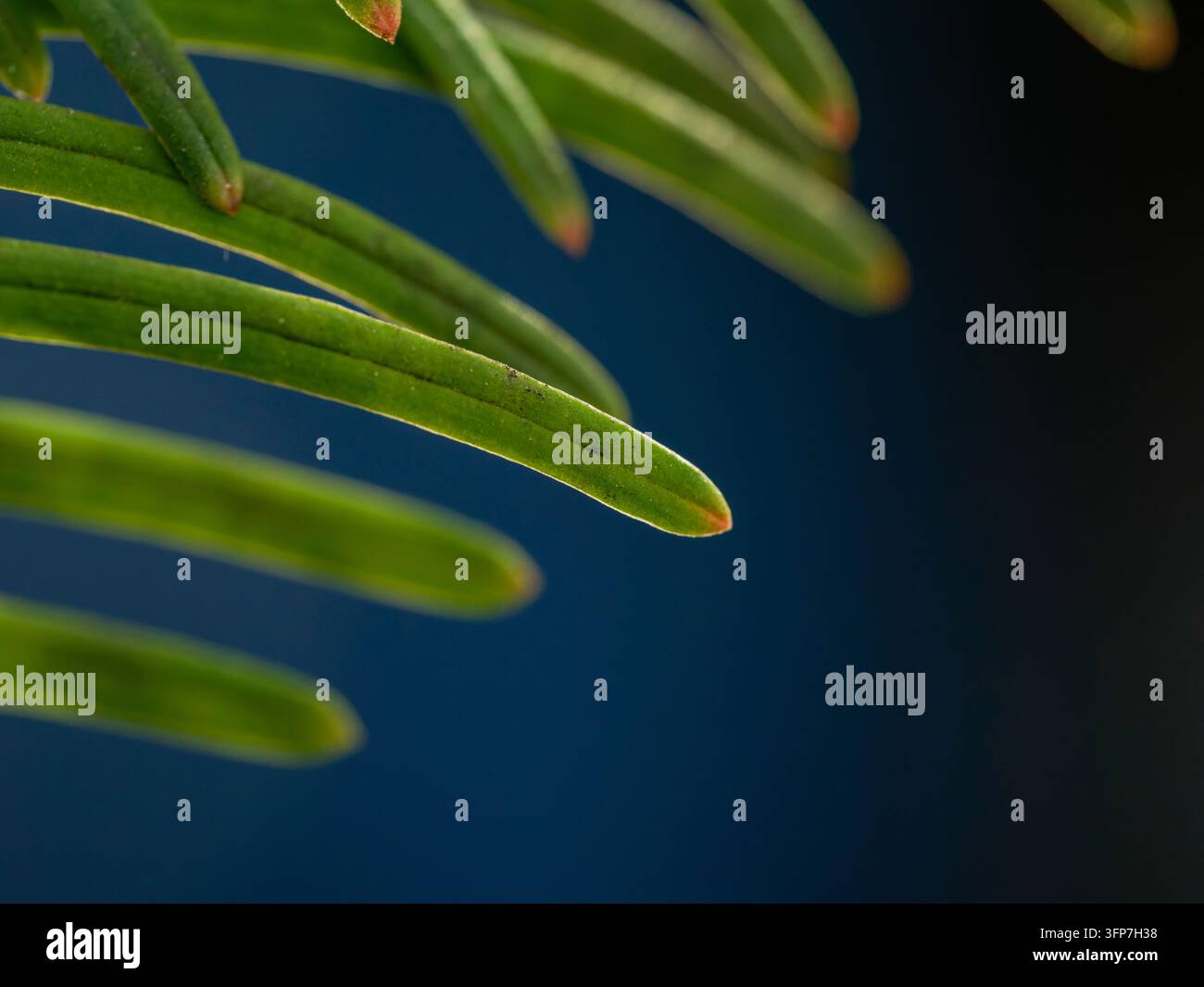 Nahaufnahme von Taxus baccata L.-Nadelblättern, die detaillierte Textur und Struktur zeigen. Stockfoto