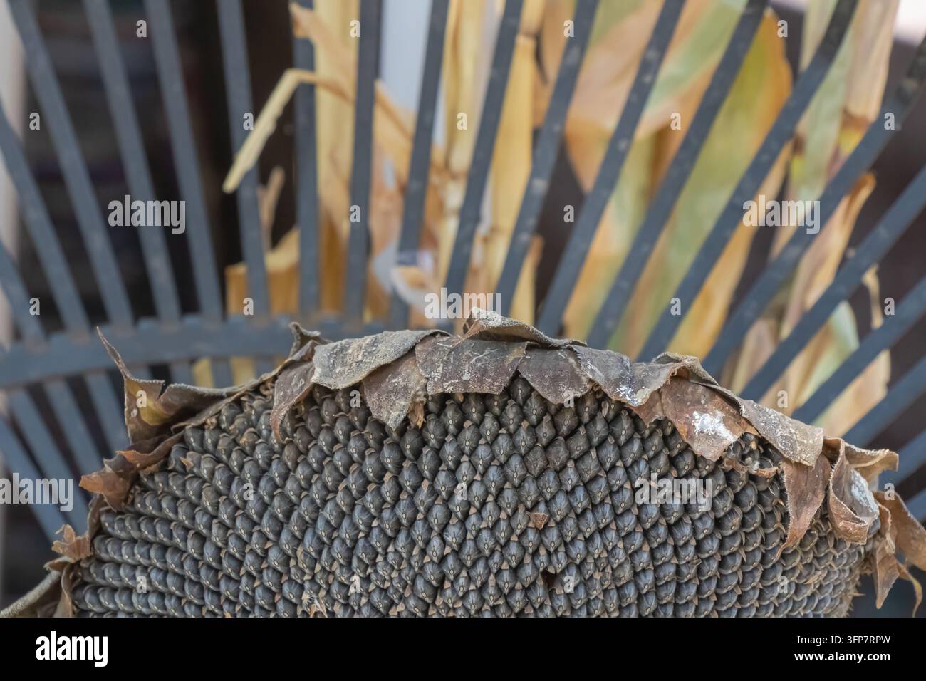Nahaufnahme eines reifen getrockneten Sonnenblumenkopfs, dicht gefüllt mit dunklen Samen und umgeben von trockenen braunen Hochblättern, der die Reife der Ernte und die natürliche Ernte zeigt Stockfoto