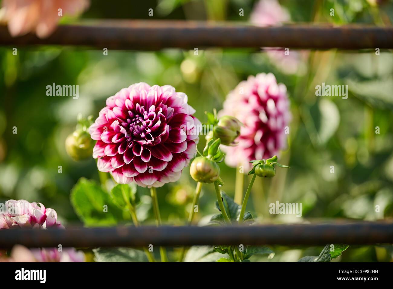 Nahaufnahme eines Gartens mit einer leuchtend rosa und tiefvioletten Dahlie in voller Blüte, umgeben von grünen Blättern und Stängeln. Die geringe Tiefenschärfe ist Stockfoto