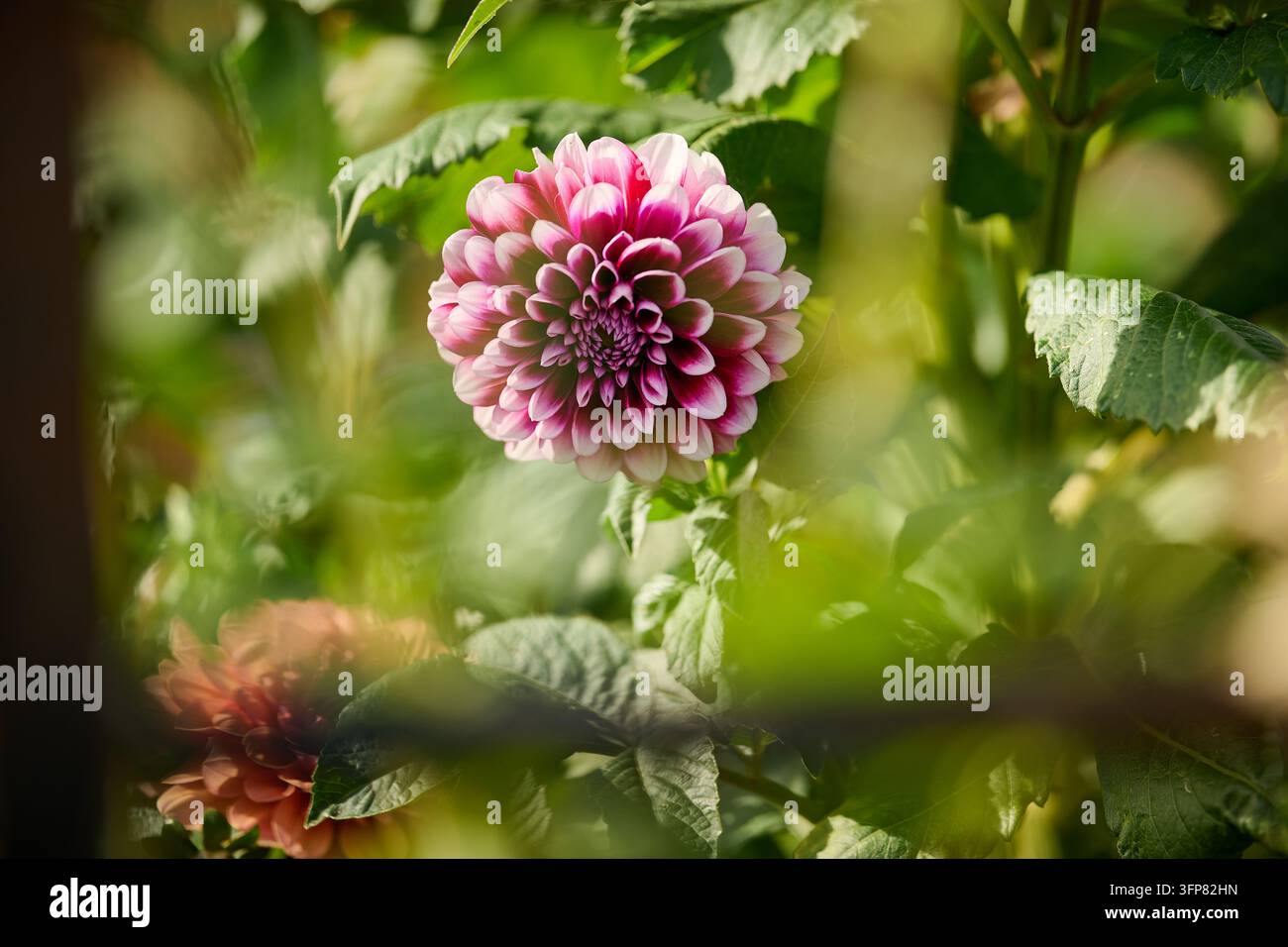 Nahaufnahme eines Gartens mit einer leuchtend rosa und tiefvioletten Dahlie in voller Blüte, umgeben von grünen Blättern und Stängeln. Die geringe Tiefenschärfe ist Stockfoto