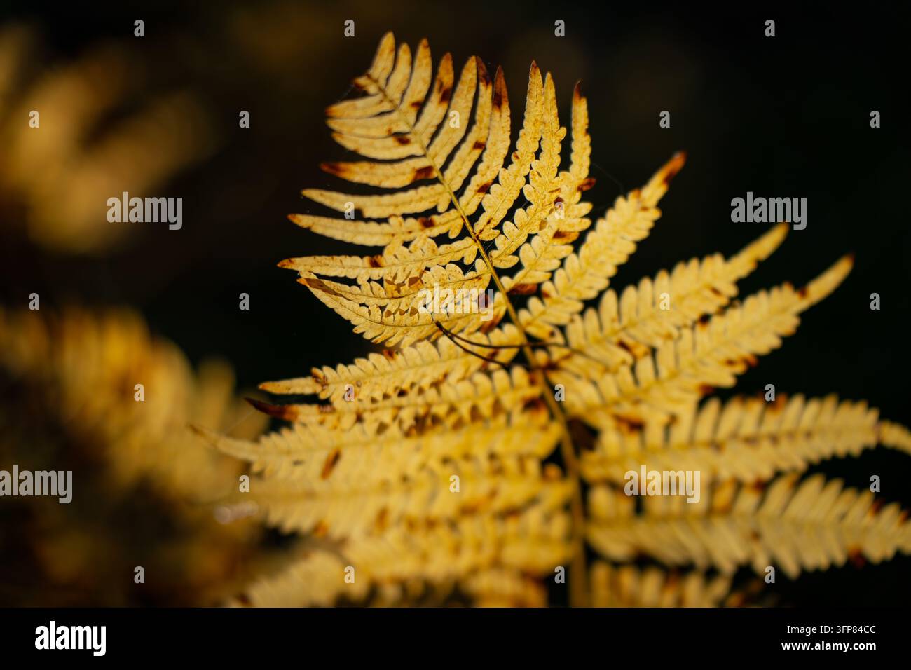 Herbstfarnwedel mit Reihen von trocknenden Blättchen entlang eines schlanken Mittelstängels, der jahreszeitliche Pflanzenalterung für botanische Bildung und Waldv zeigt Stockfoto