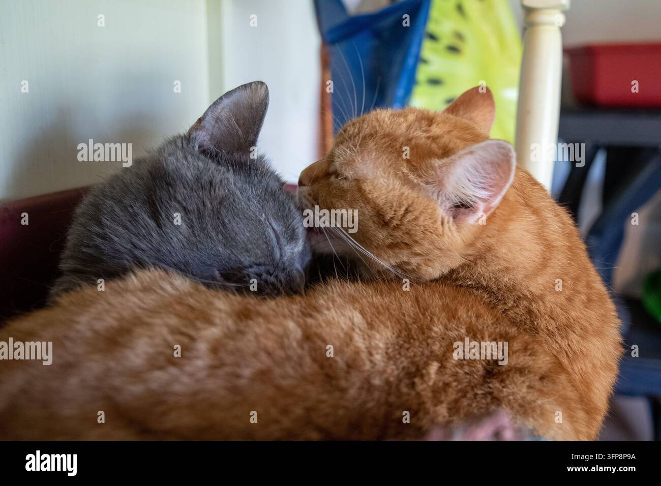 Zwei Hauskatzen kuscheln sich drinnen in Cumbria aneinander. Stockfoto