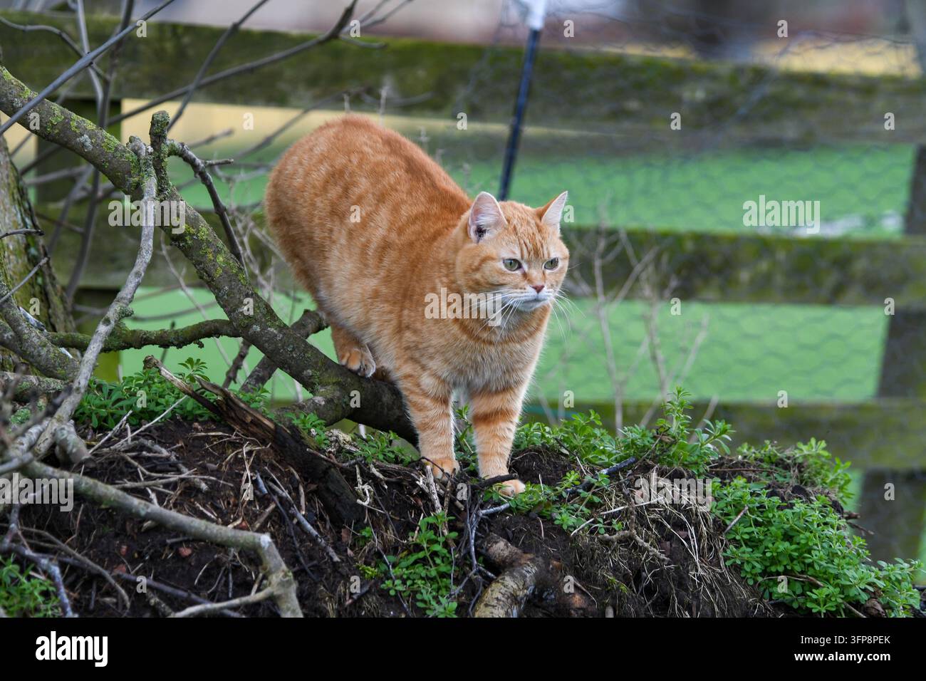 Eine rote Katze steht auf einer Baumwurzel im Freien in Cumbria. Stockfoto
