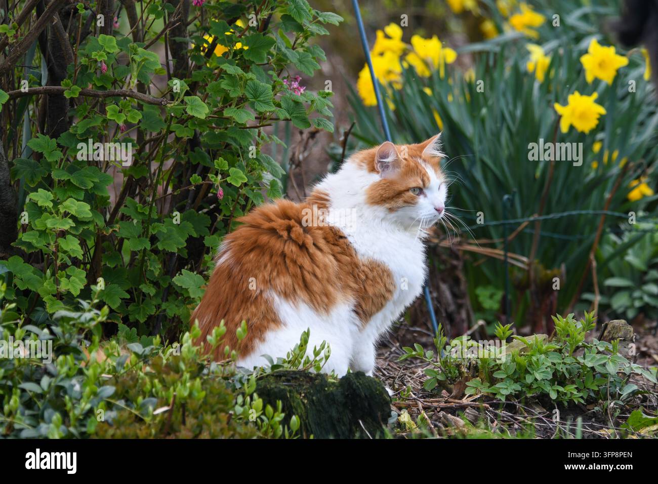 Ingwer- und weiße Hauskatze sitzt in einem Garten mit gelben Narzissen in Cumbria Stockfoto