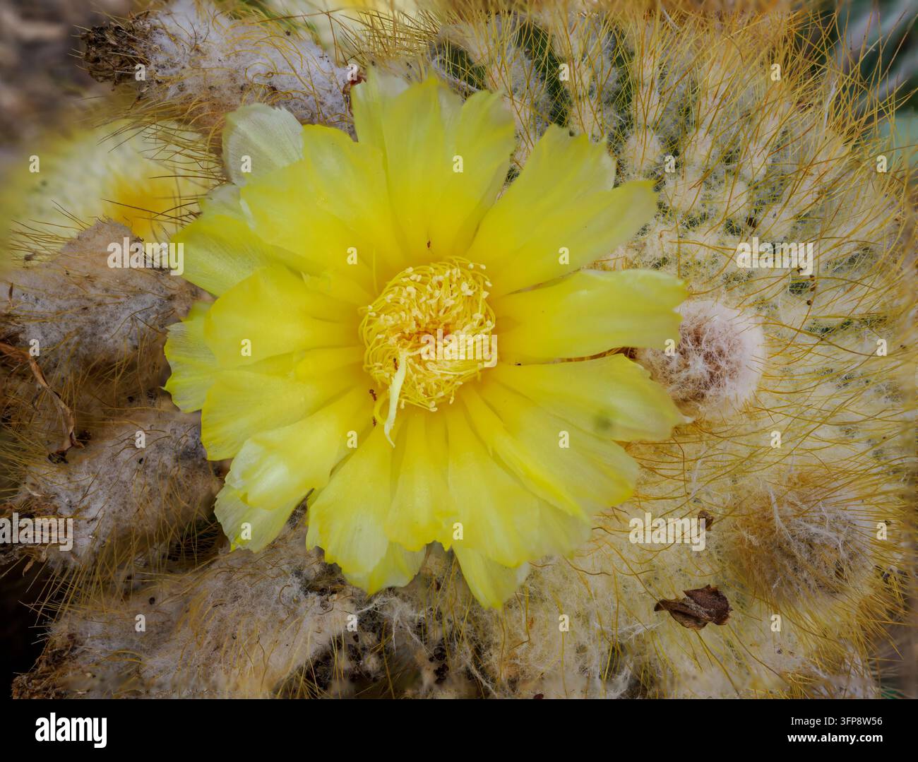 Nahaufnahme einer leuchtend gelben Kaktusblüte (Parodia) in voller Blüte Stockfoto