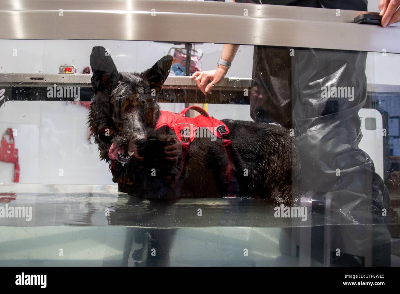 Deutscher Schäferhund in einem Hydrotherapietank mit einer Person in Cumbria. Stockfoto
