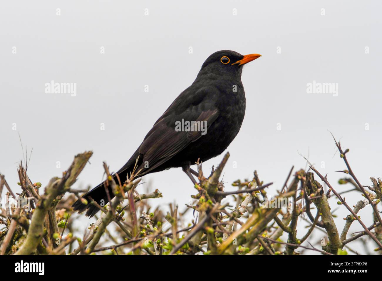 Ein männlicher Turdus merula, der auf einer Hecke in Cumbria vor grauem Himmel sitzt. Stockfoto