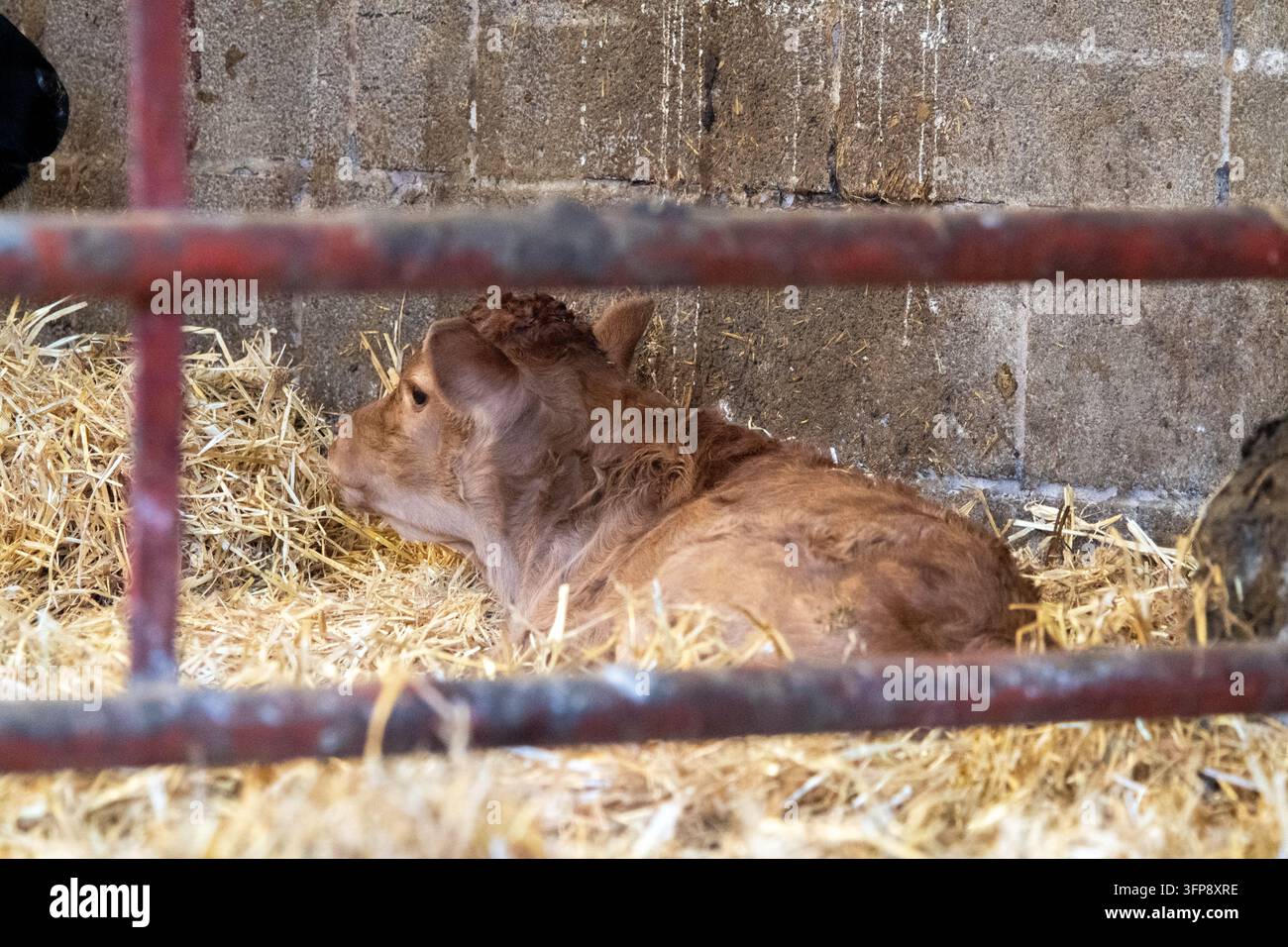 Kalb ruht auf Stroh in einem Stall in Cumbria, Vereinigtes Königreich. Stockfoto