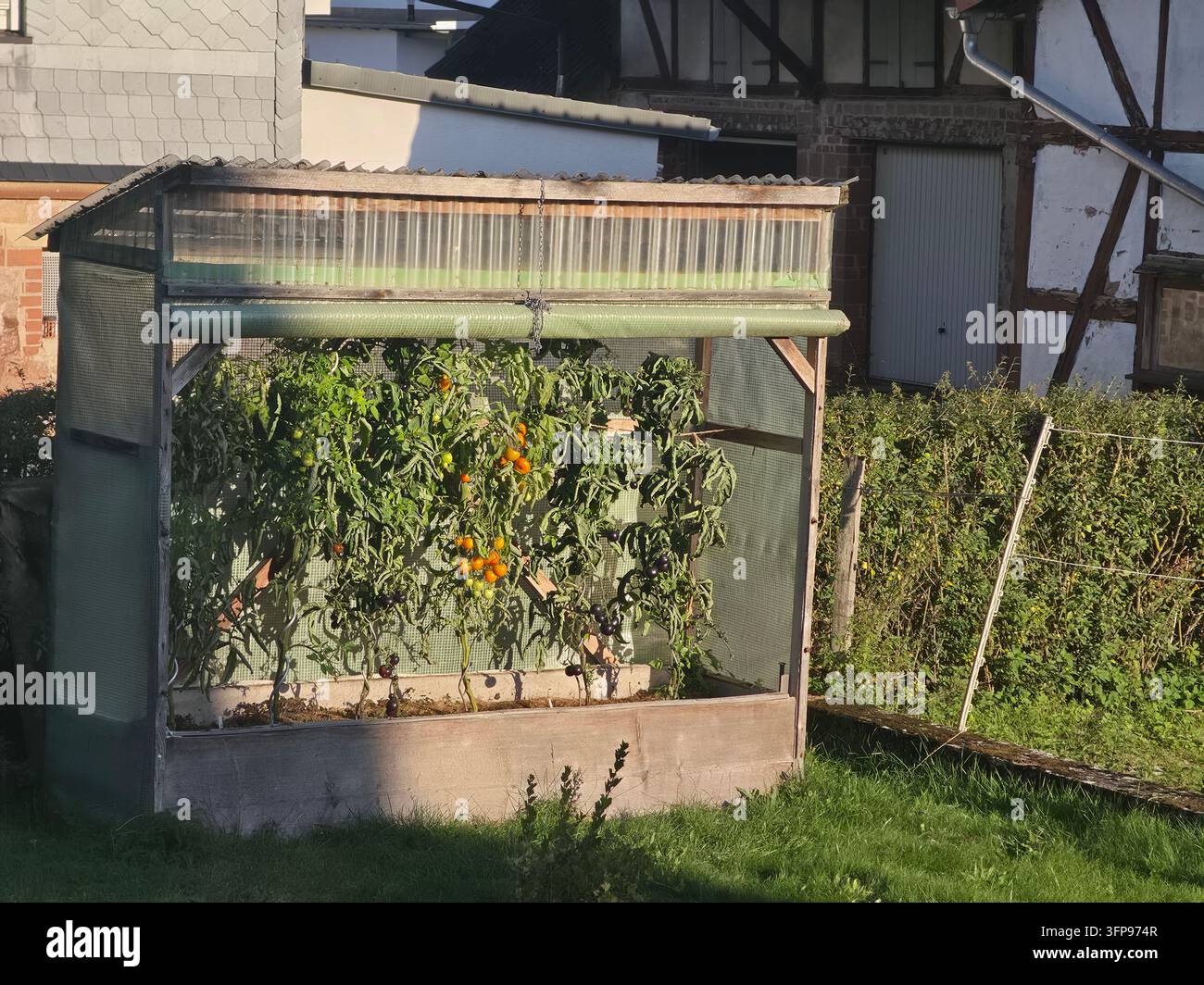 Ein kleines Gartelbeet mit selbst angebauten Tomatenpflanzen während der Herbstsaison in einer ländlichen Umgebung der deutschen Landschaft im Freien - Smartphone-aufgenommenes Stockfoto