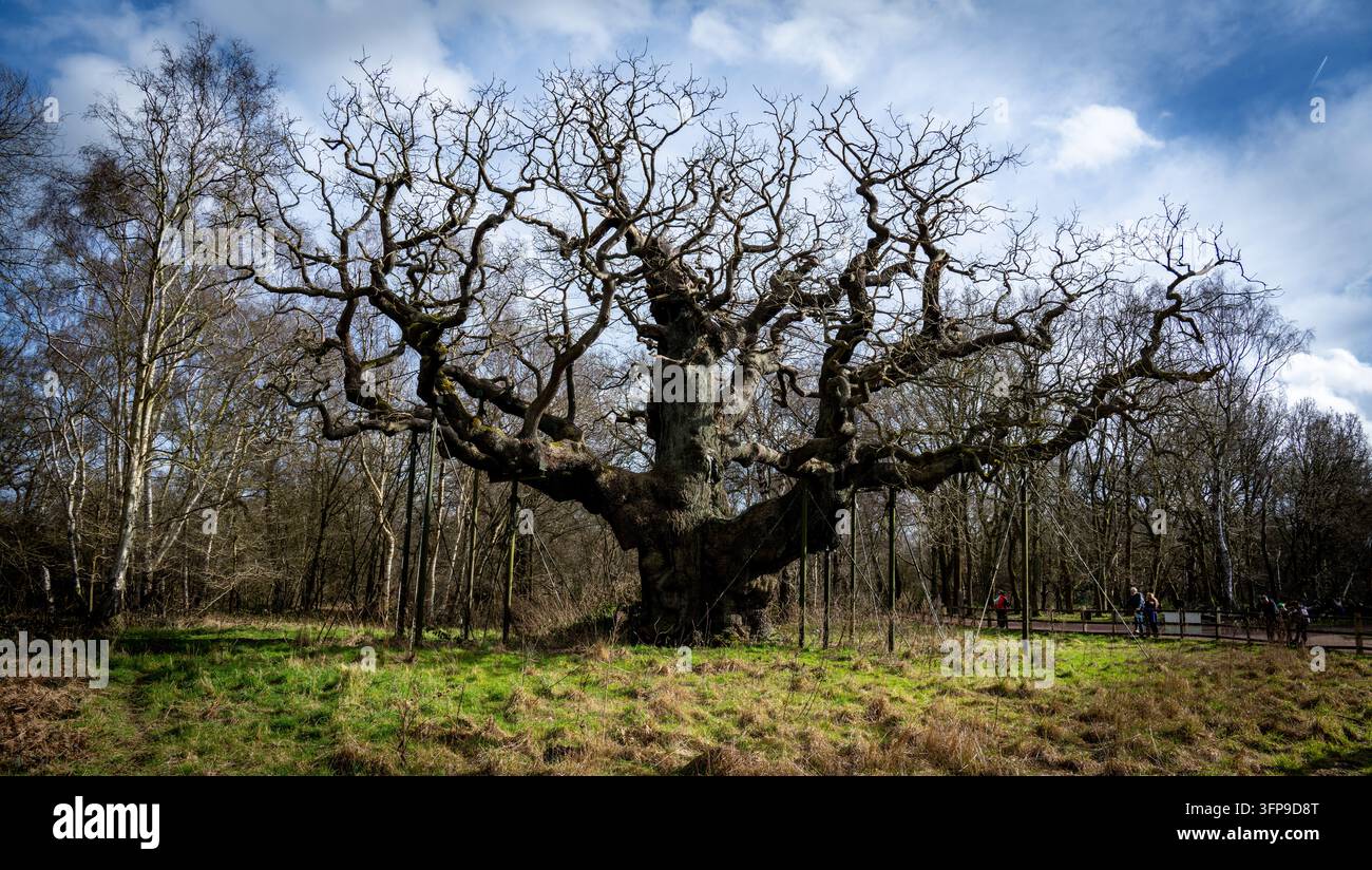 Die Major Oak, Sherwood Forest Stockfoto