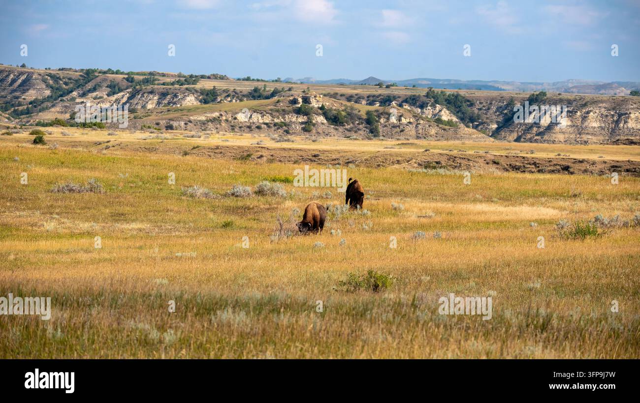 Zwei amerikanische Bisons (Bison bison) grasen in einer goldenen Prärie mit den Buttes des Theodore-Roosevelt-Nationalparks im Hintergrund, North Dakota. Stockfoto